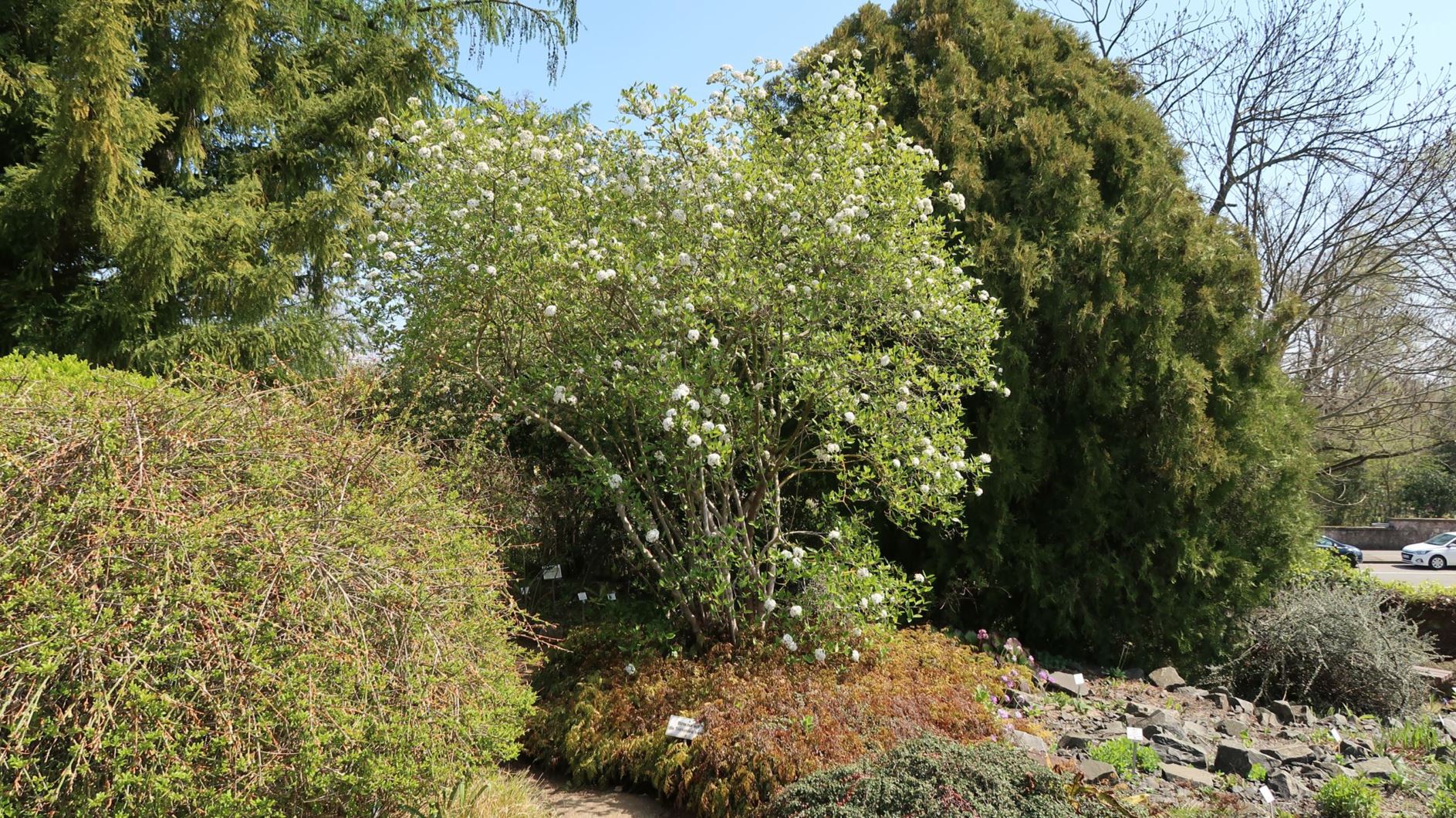 Viburnum × burkwoodii - Burkwoods Schneeball