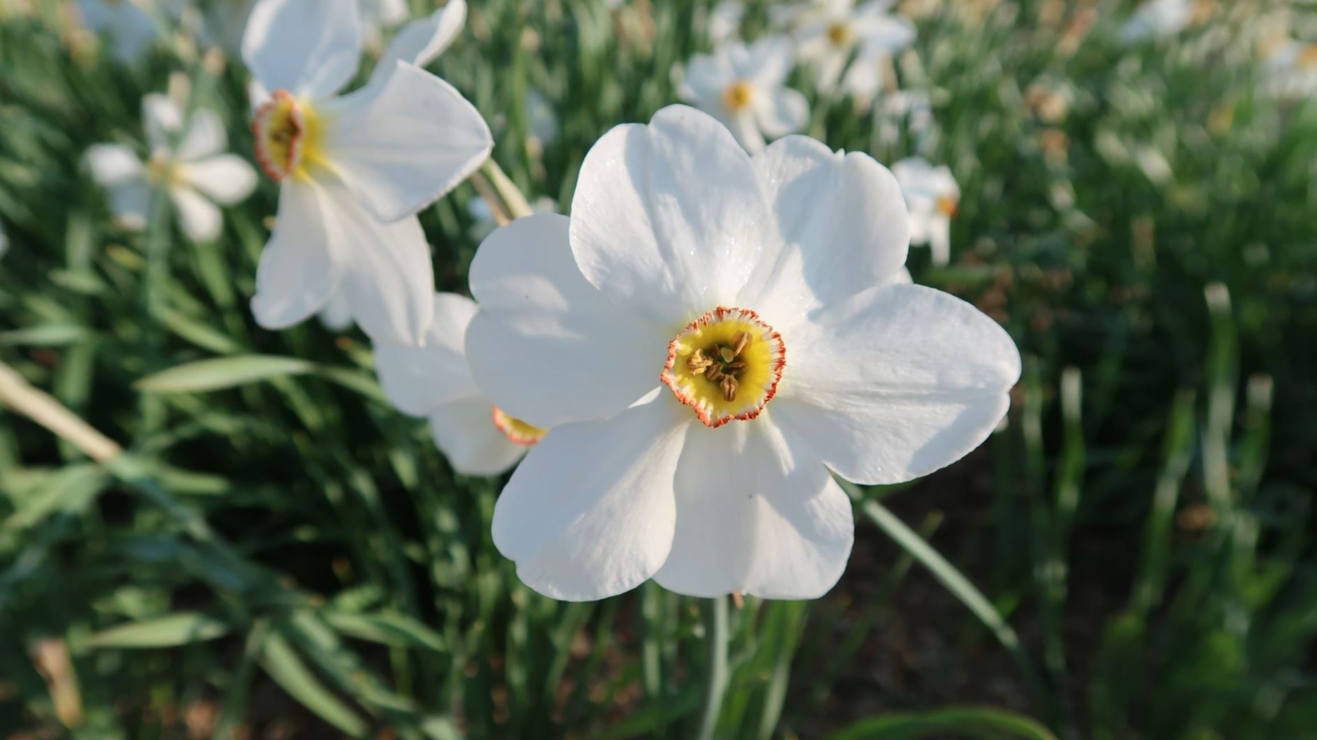 Narcissus poeticus subsp. poeticus - Dichter-Narzisse