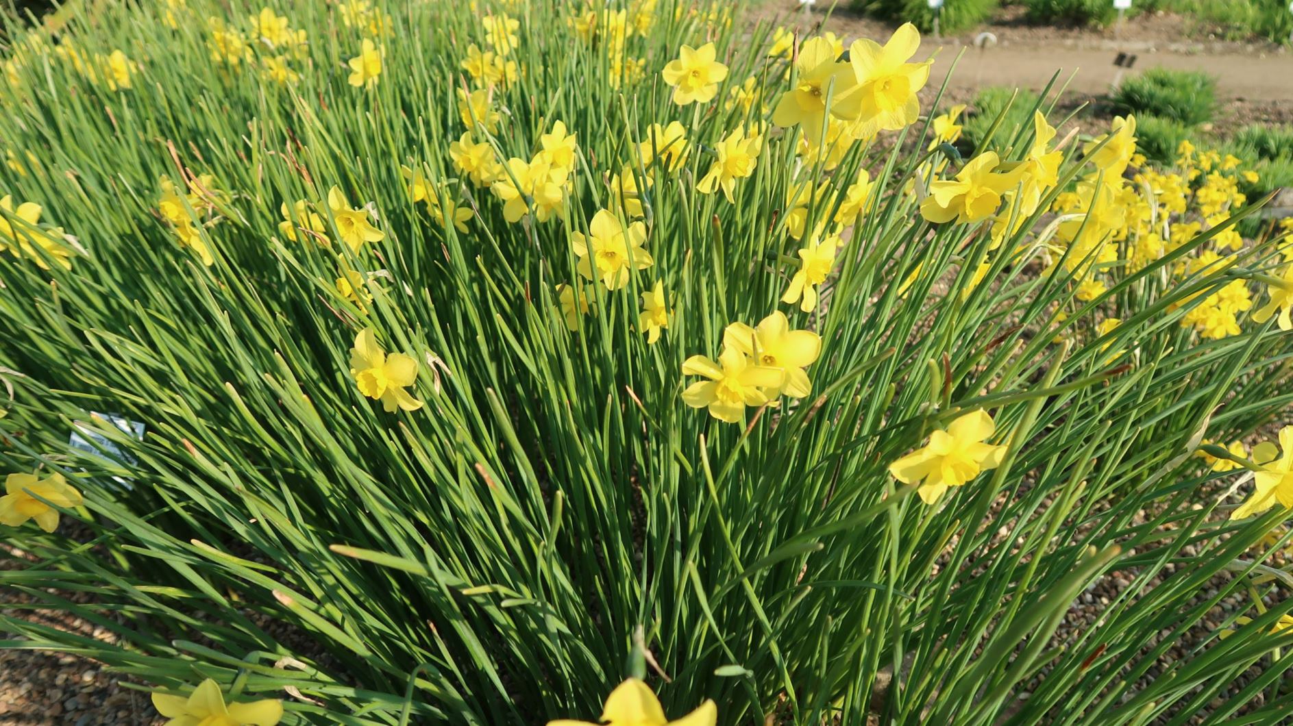 Narcissus × odorus - Duft-Narzisse