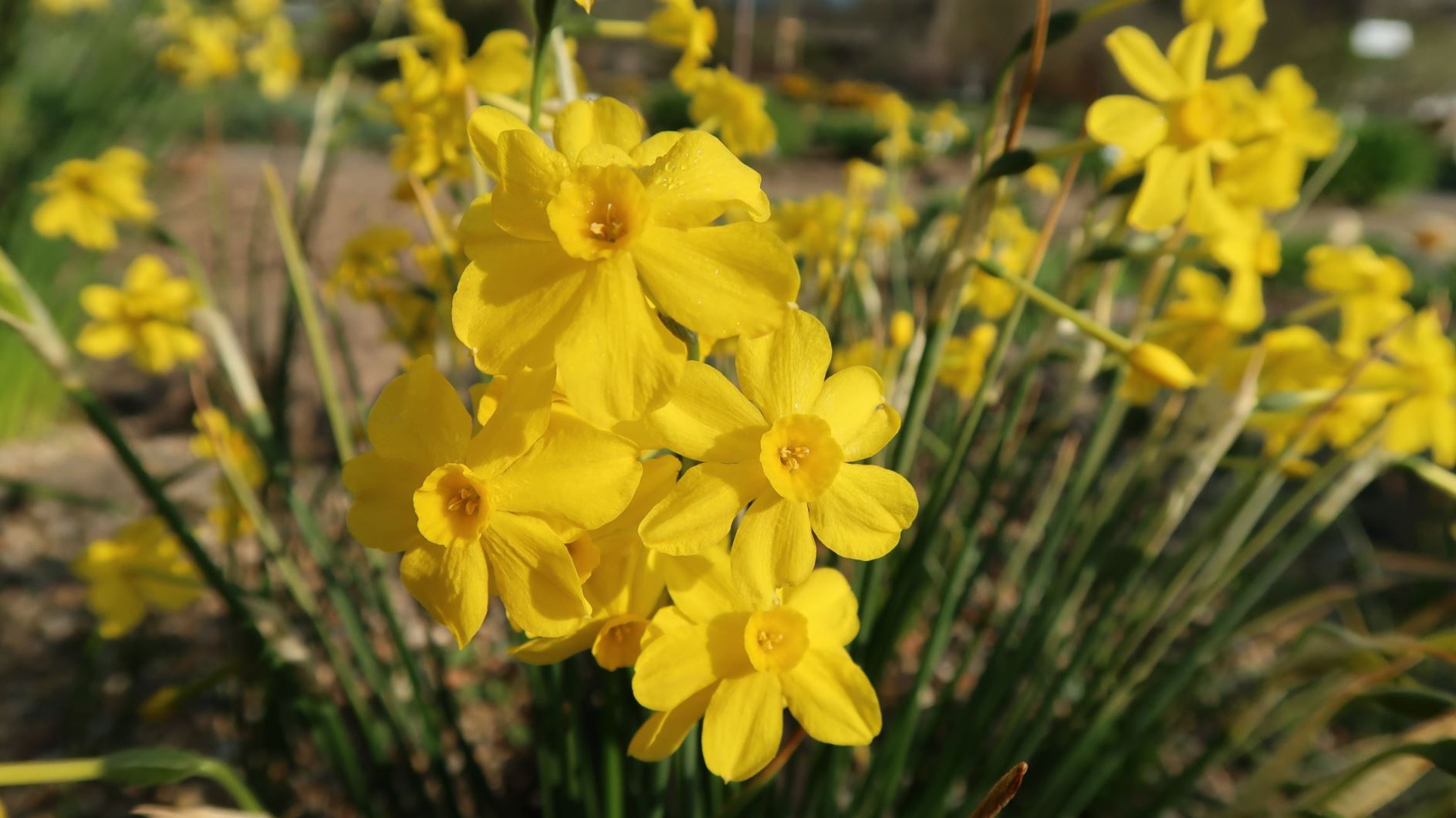 Narcissus jonquilla - Jonquille, jonquil, rush doffodil