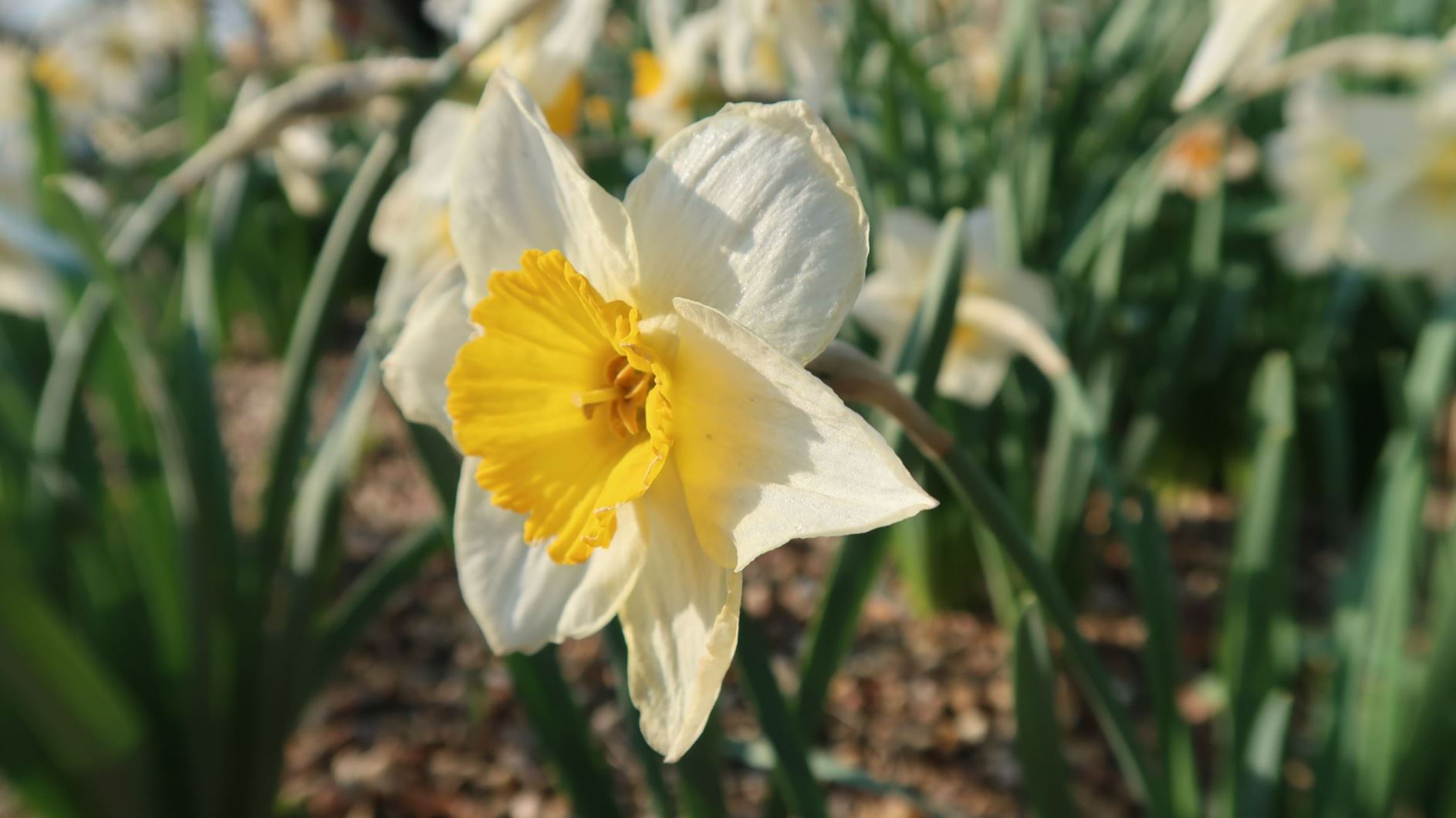 Narcissus × incomparabilis - Unvergleichliche Narzisse