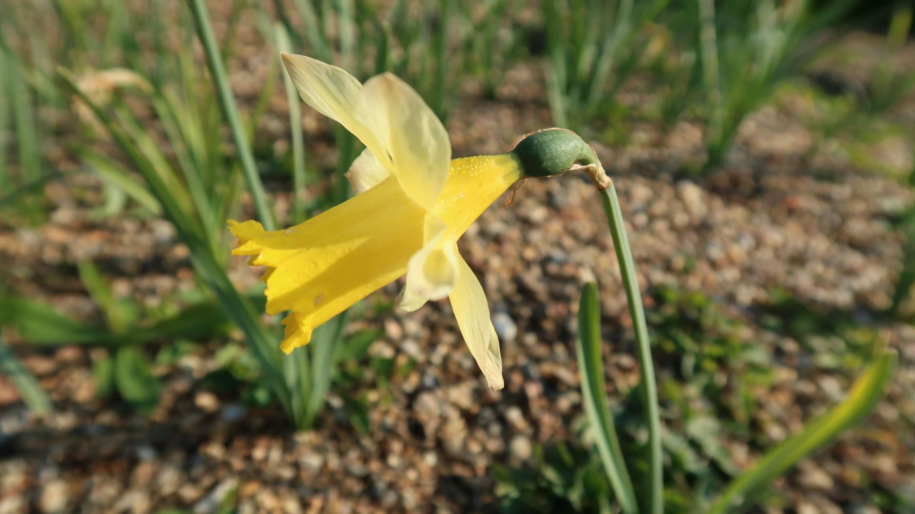 Narcissus pseudonarcissus - Gelbe Narzisse, Osterglocke, wild daffodil