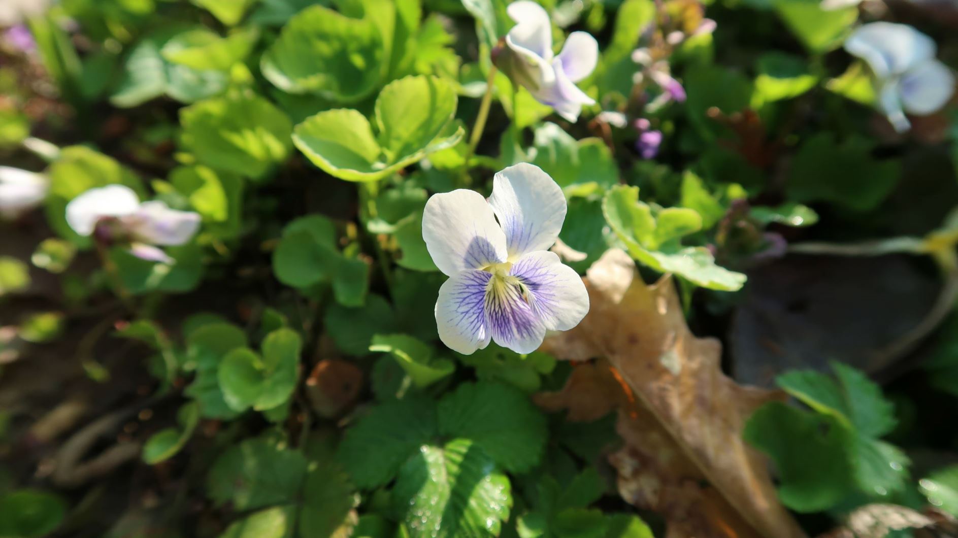 Viola sororia - Pfingst-Veilchen, Common blue viole