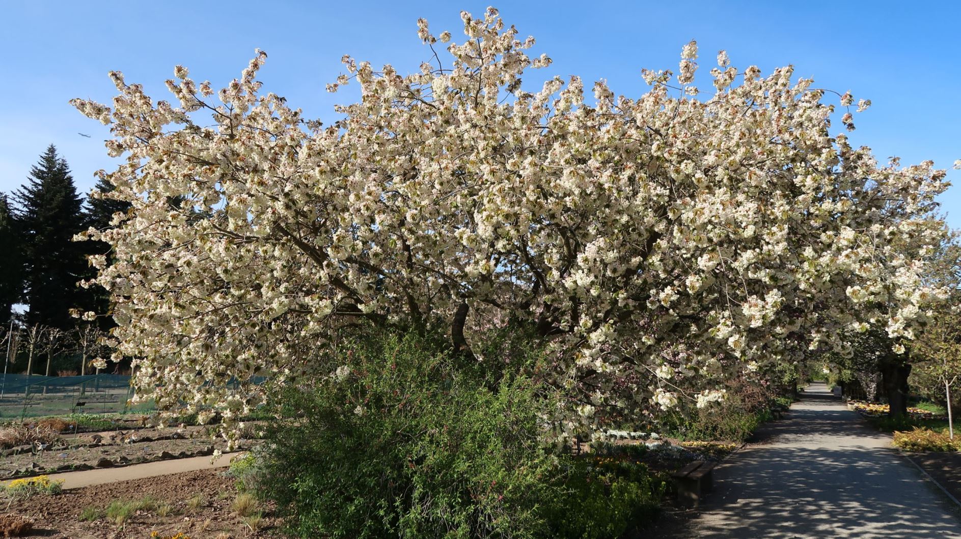 Prunus serrulata 'Ukon' - Japanische Blüten-Kirsche