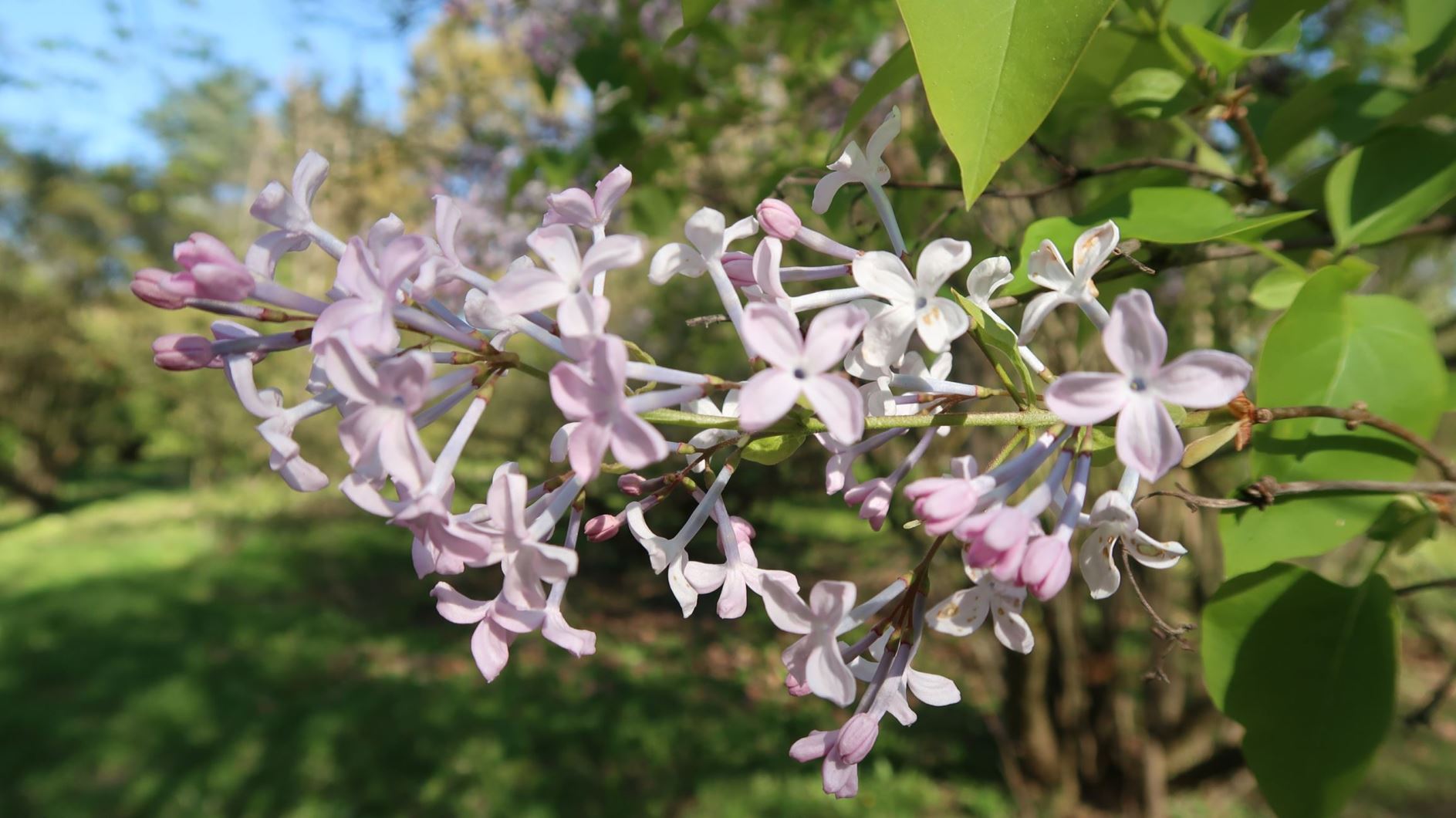 Syringa oblata - Rundblättriger Flieder, broadleaf lilac, early blooming lilac