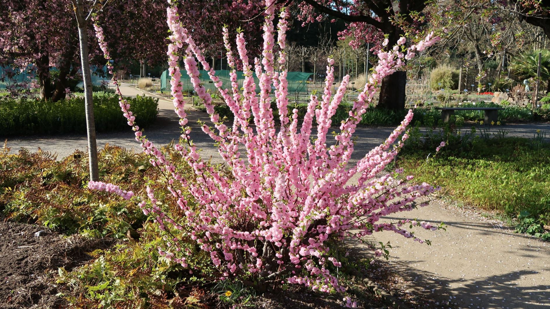 Prunus triloba var. triloba - Mandelbäumchen