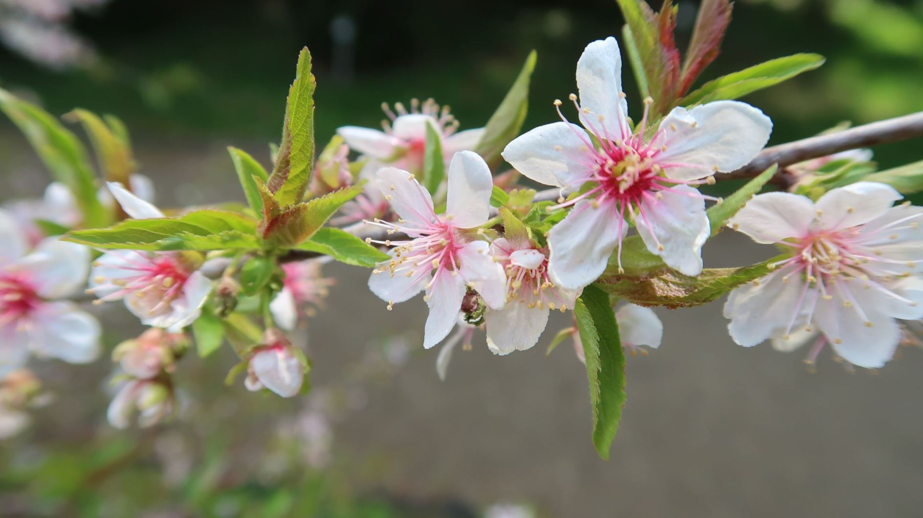 Prunus japonica - Japanische Kirsch-Mandel