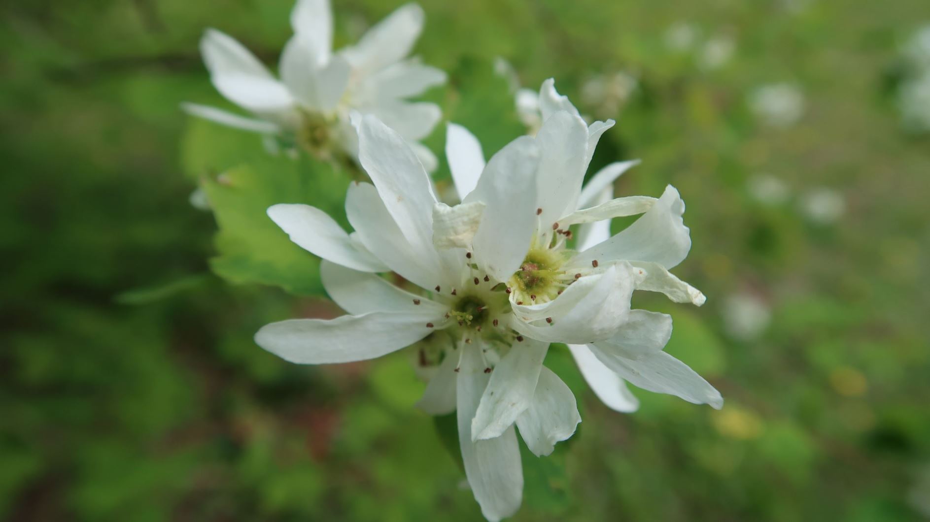 Amelanchier alnifolia var. semiintegrifolia - Blütenreiche Felsenbirne, Many-flowered shadbush