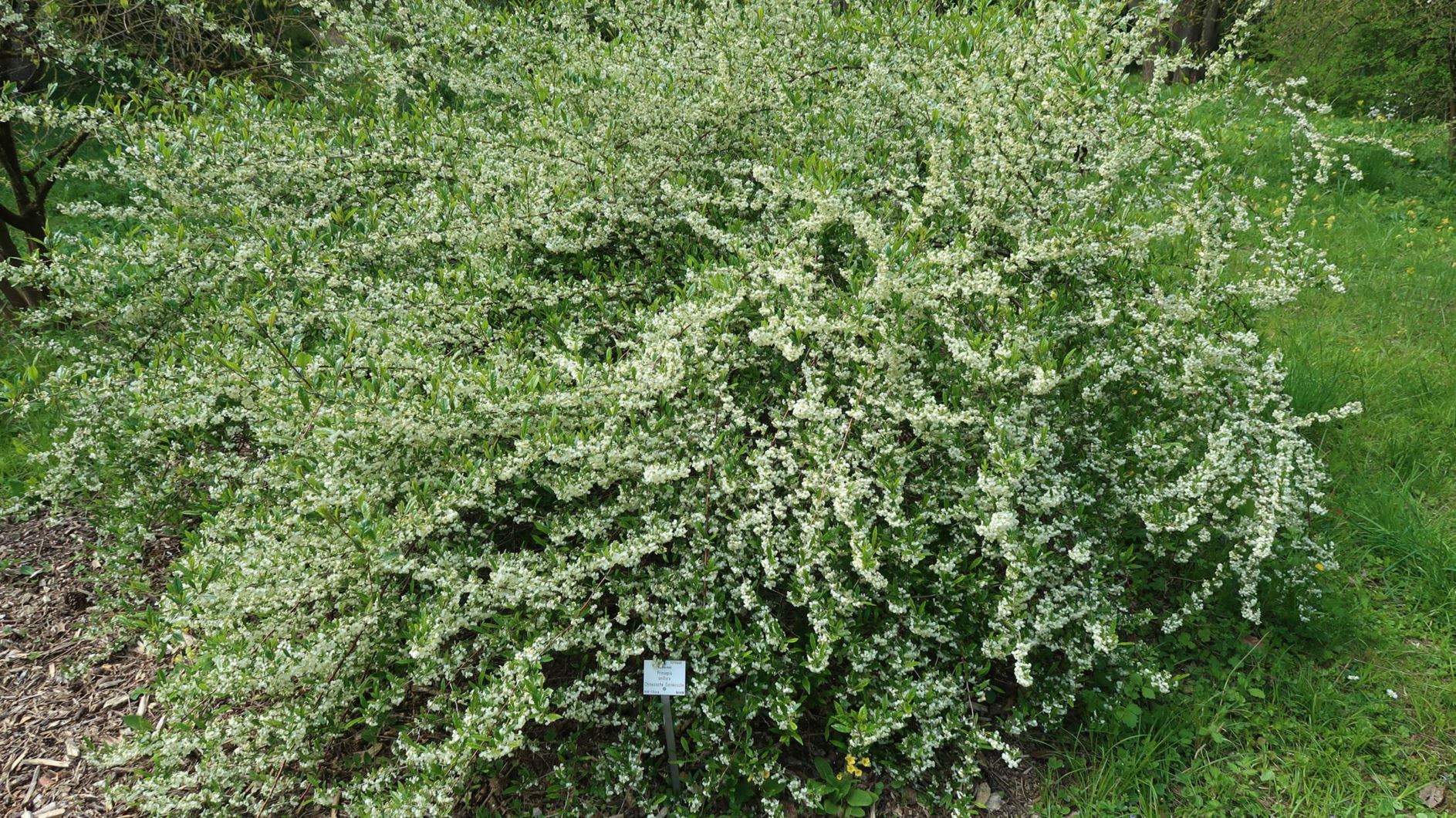 Prinsepia uniflora - Chinesische Dornkirsche