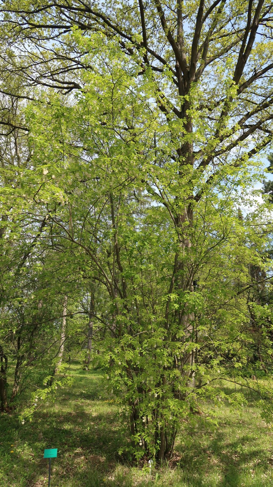 Staphylea pinnata - Gewöhnliche Pimpernuss, European Bladdernut