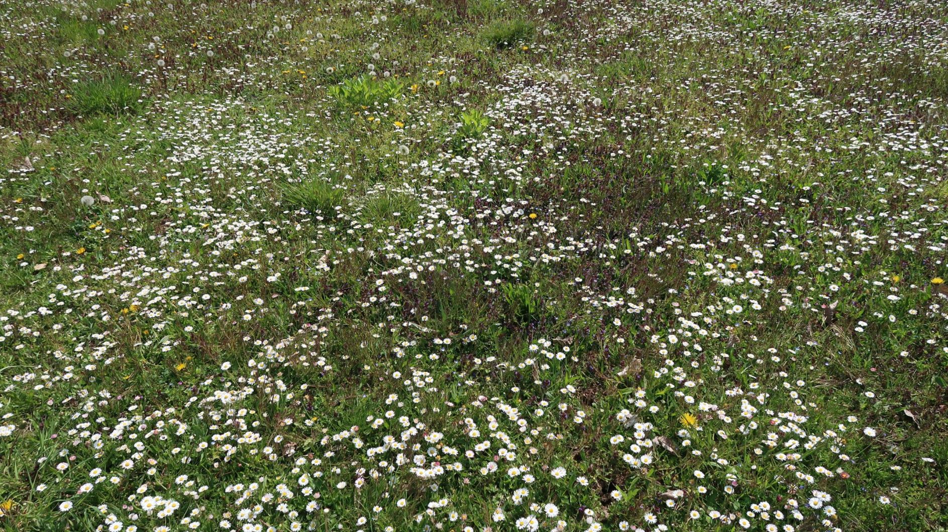 Bellis perennis - Gänseblümchen, daisy