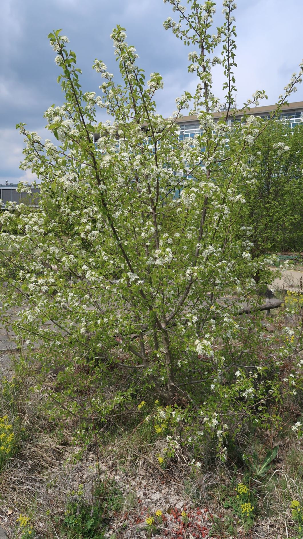 Prunus mahaleb - Felsen-Kirsche, Stein-Weichsel, mahaleb cherry