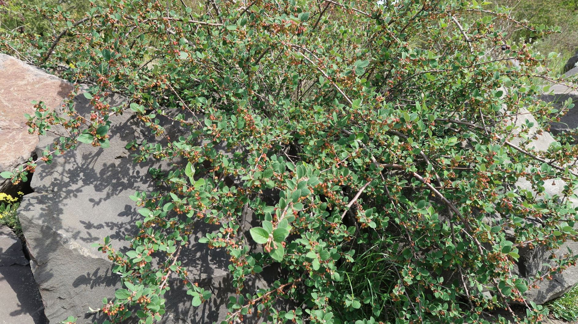Cotoneaster integerrimus - Gewöhnliche Zwergmispel