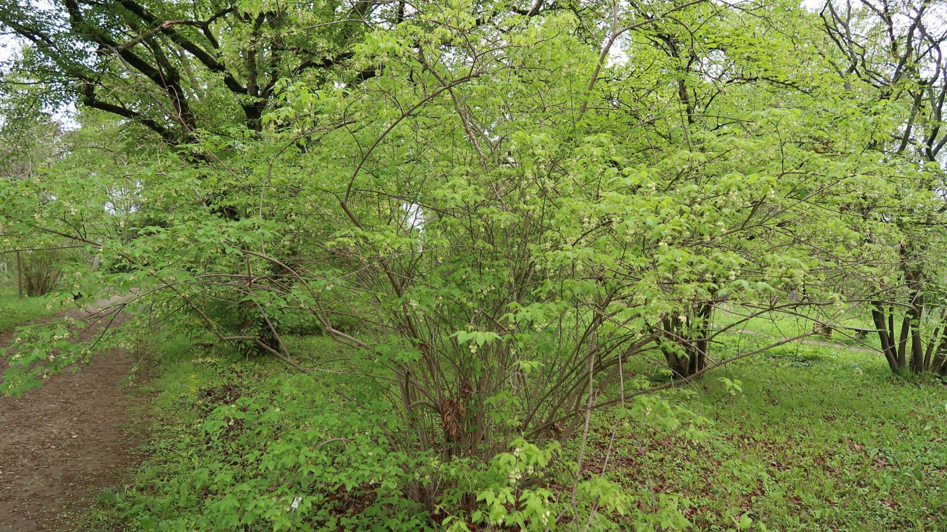 Staphylea trifolia - Amerikanische Pimpernuss, American bladdernut