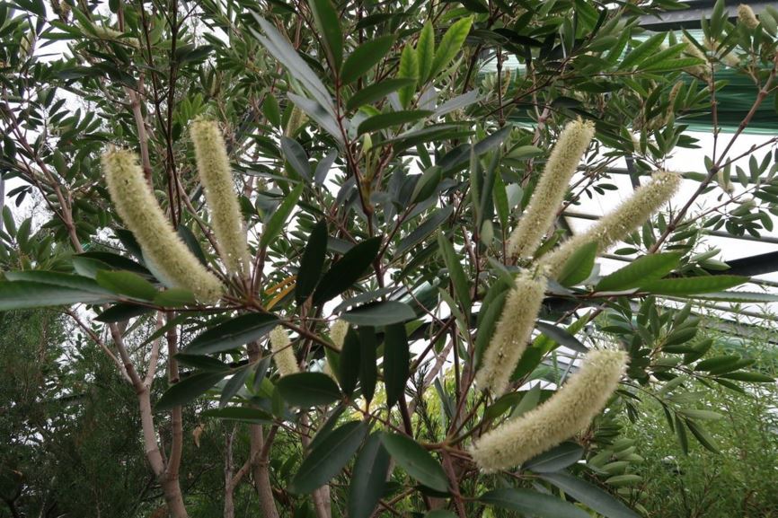 Cunonia capensis - Kap-Löffelbaum