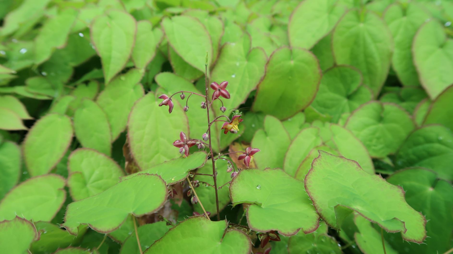 Epimedium alpinum - Alpen-Sockenblume, alpine barrenwort