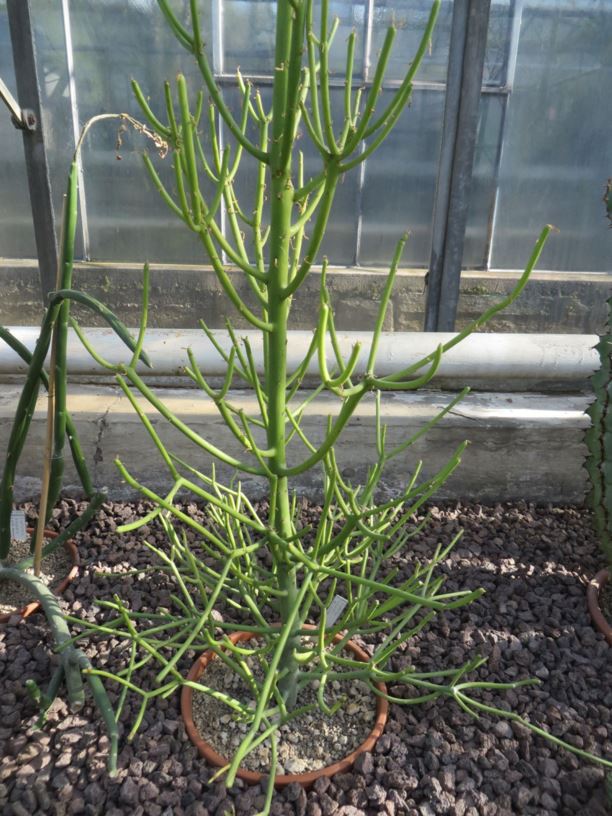 Euphorbia tirucalli - Latex-Wolfsmilch, pencil tree
