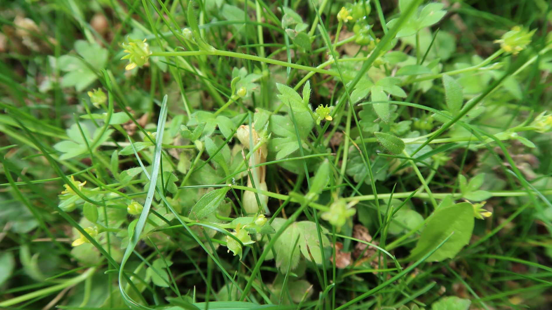 Ranunculus parviflorus - Kleinblütiger Hahnenfuß, smallflower buttercup