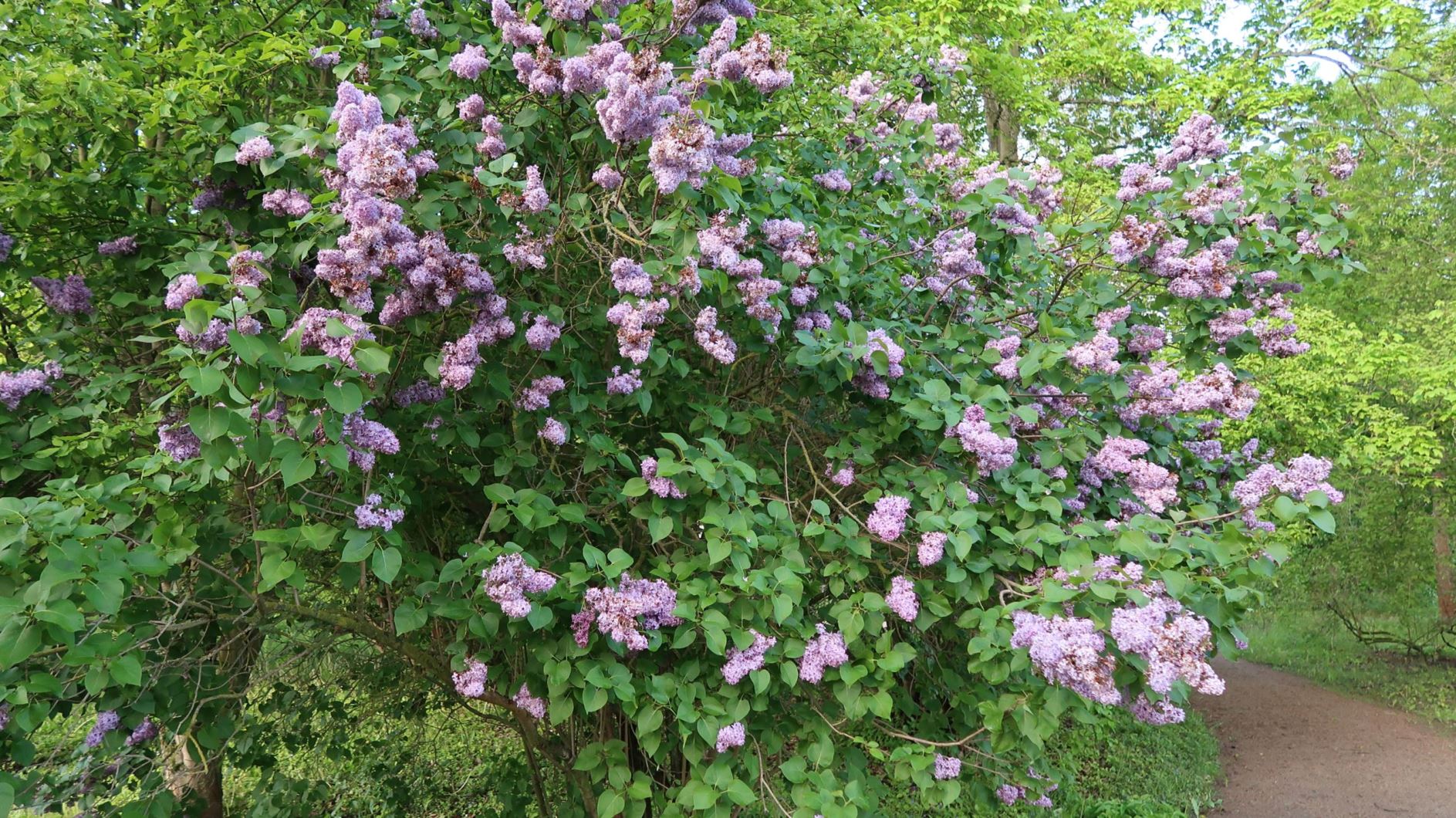 Syringa vulgaris - Gewöhnlicher Flieder, Common Lilac