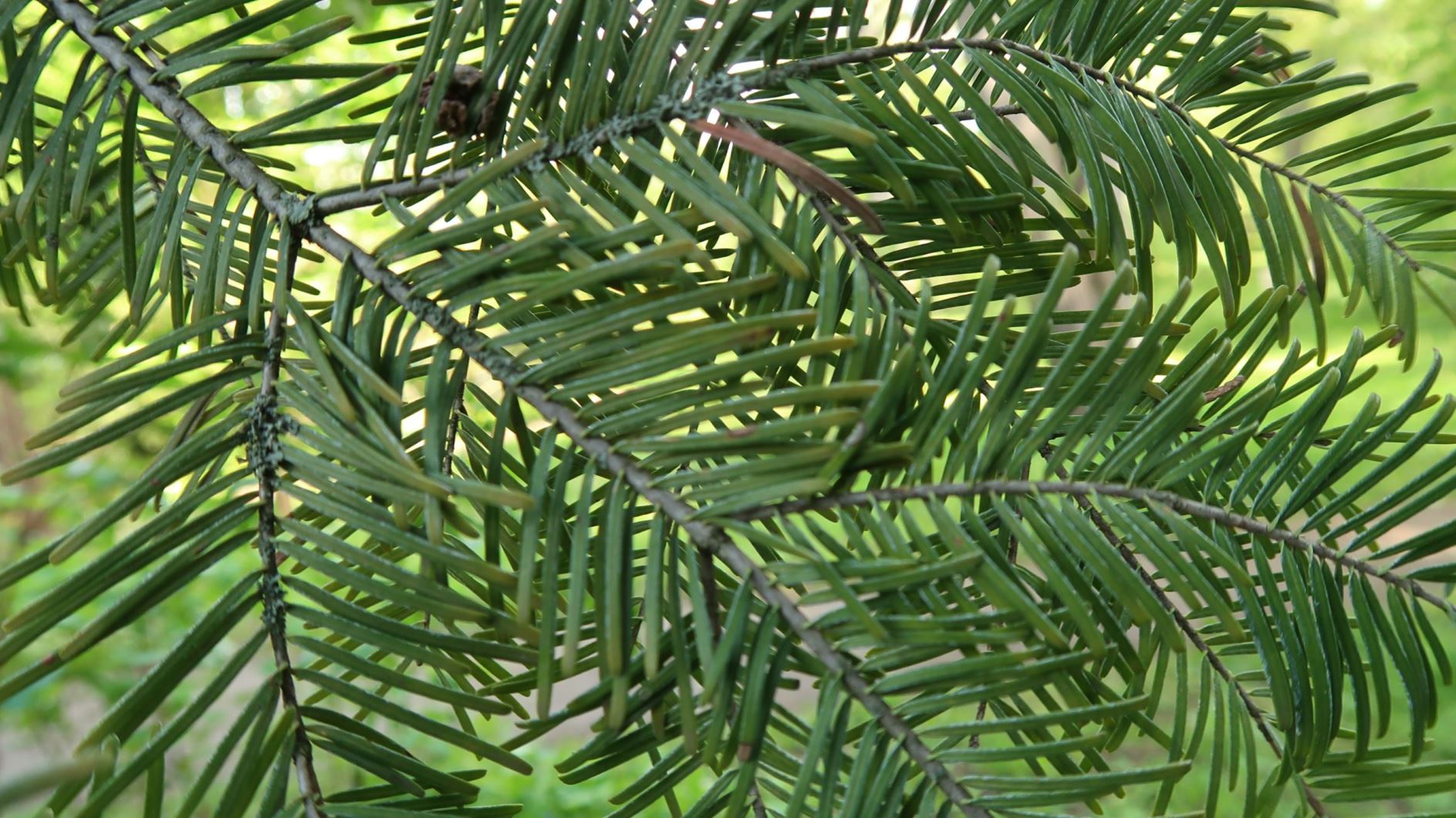 Abies grandis - Küsten-Tanne, grand fir, lowland white fir