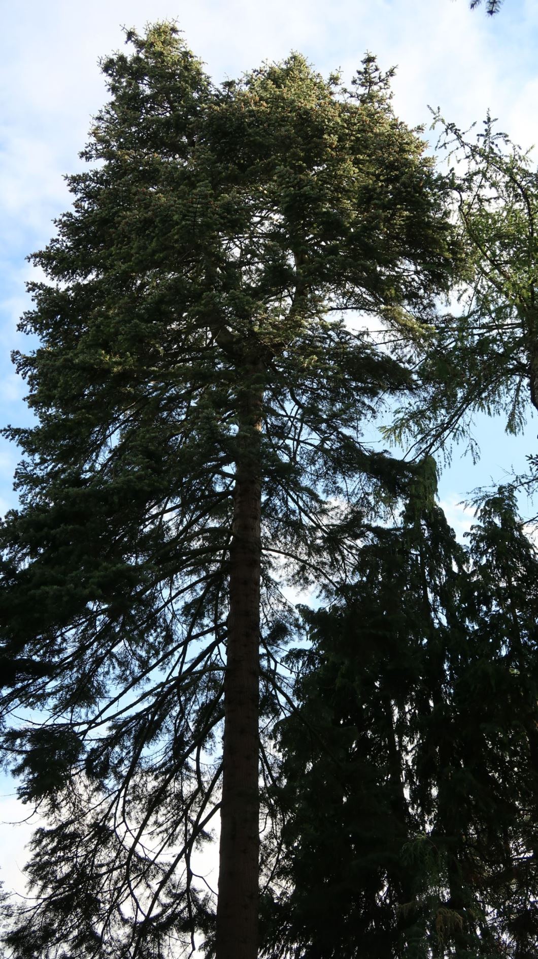 Abies concolor - Colorado-Tanne, Colorado fir, Rocky Moubtain white fir, white fir