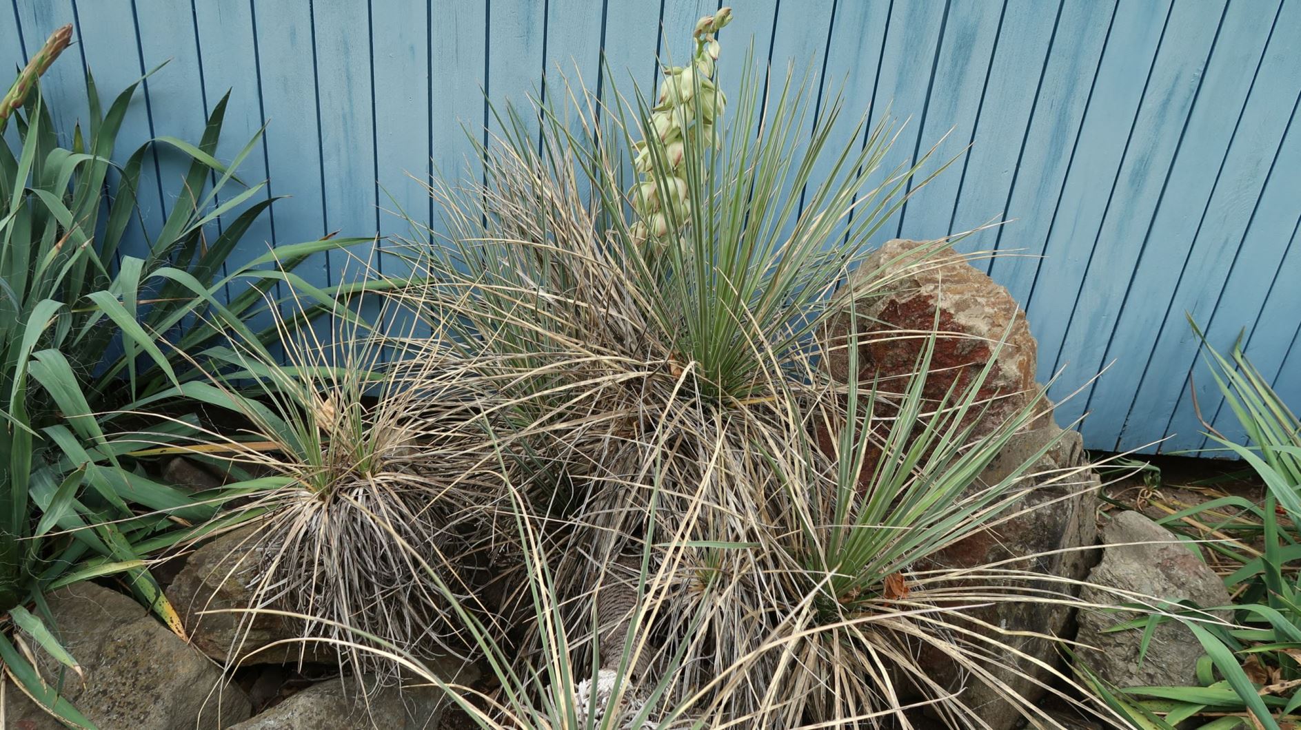 Yucca glauca - Blaugrüne Palmlilie, beargrass, soapweed yucca