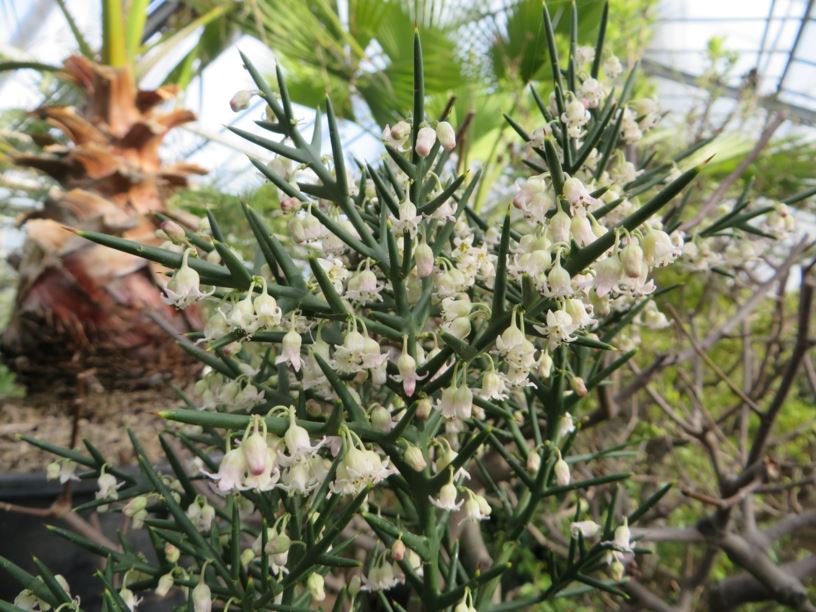 Colletia paradoxa - Ankerpflanze, anchor plant