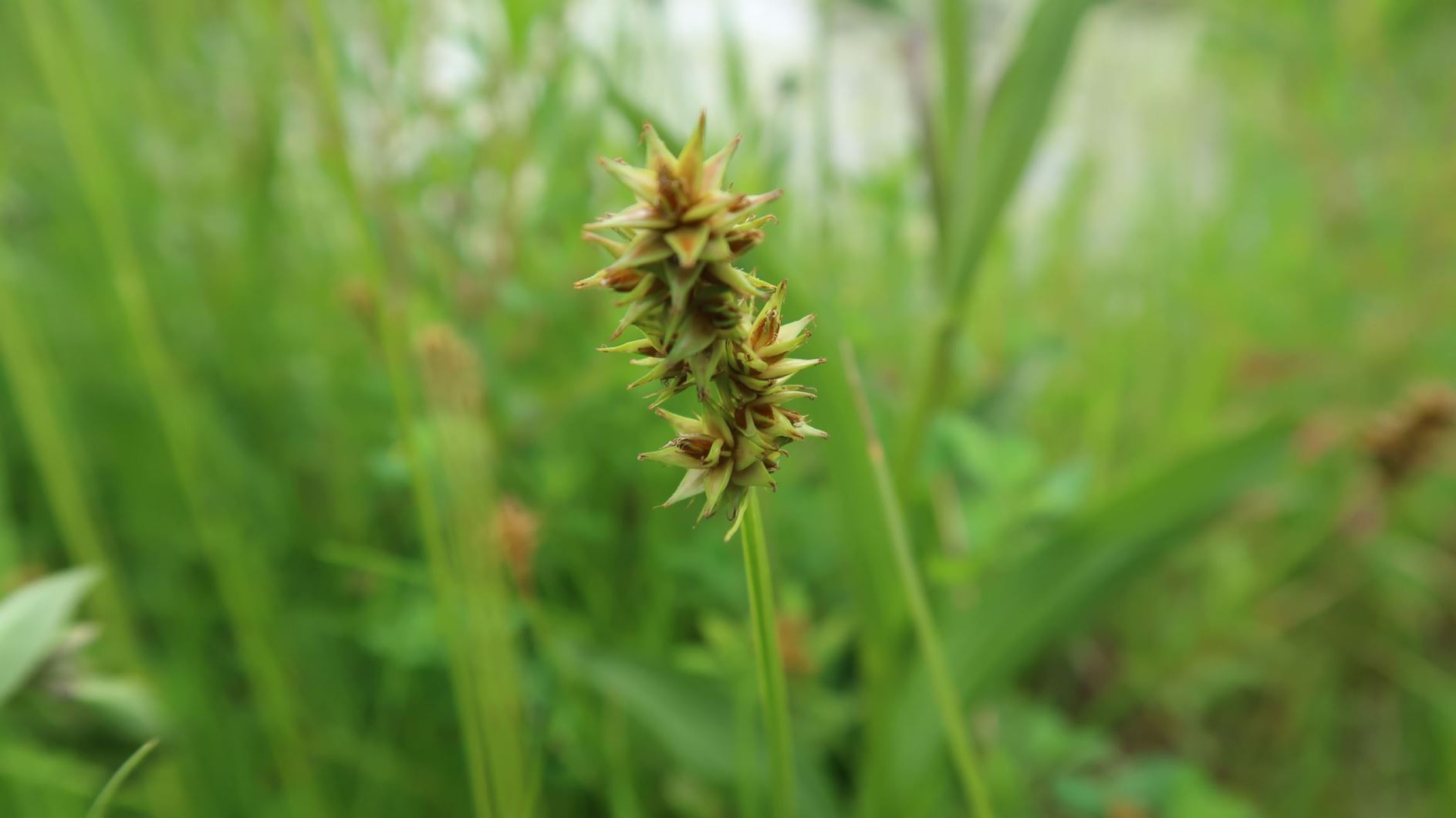 Carex otrubae - Falsche Fuchs-Segge, false fox-sedge