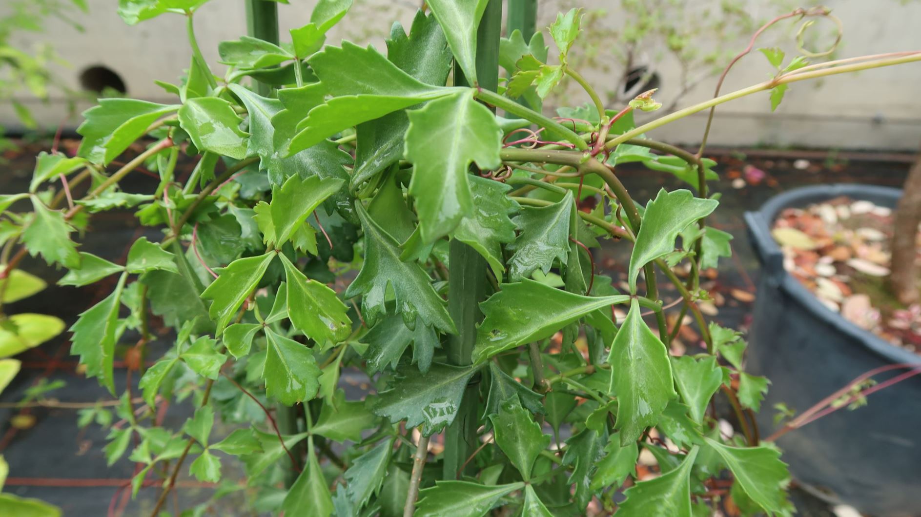 Cissus trifoliata - Dreiblättrige Klimme, Ivy Treebine