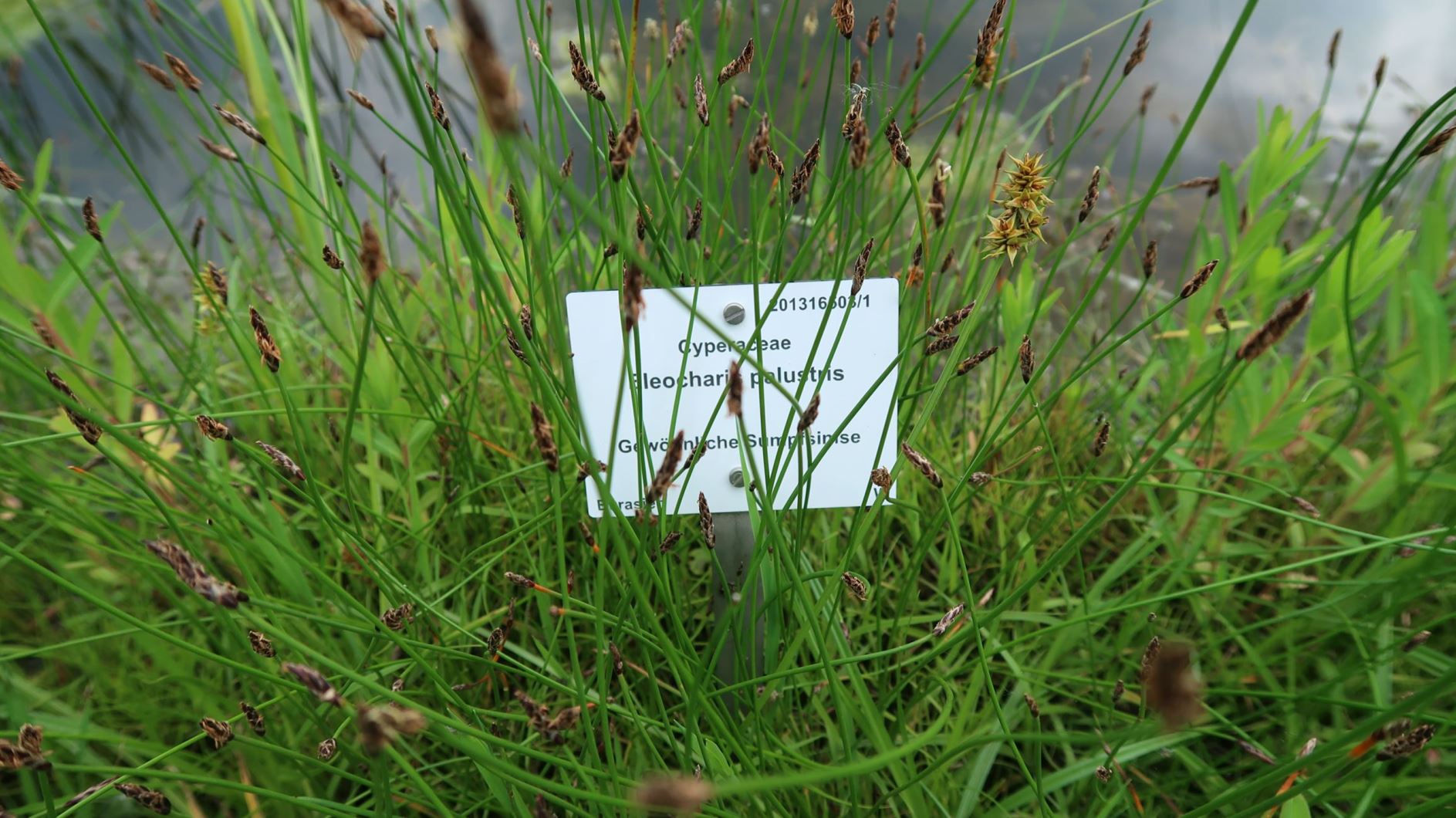 Eleocharis palustris - Gewöhnliche Sumpfsimse