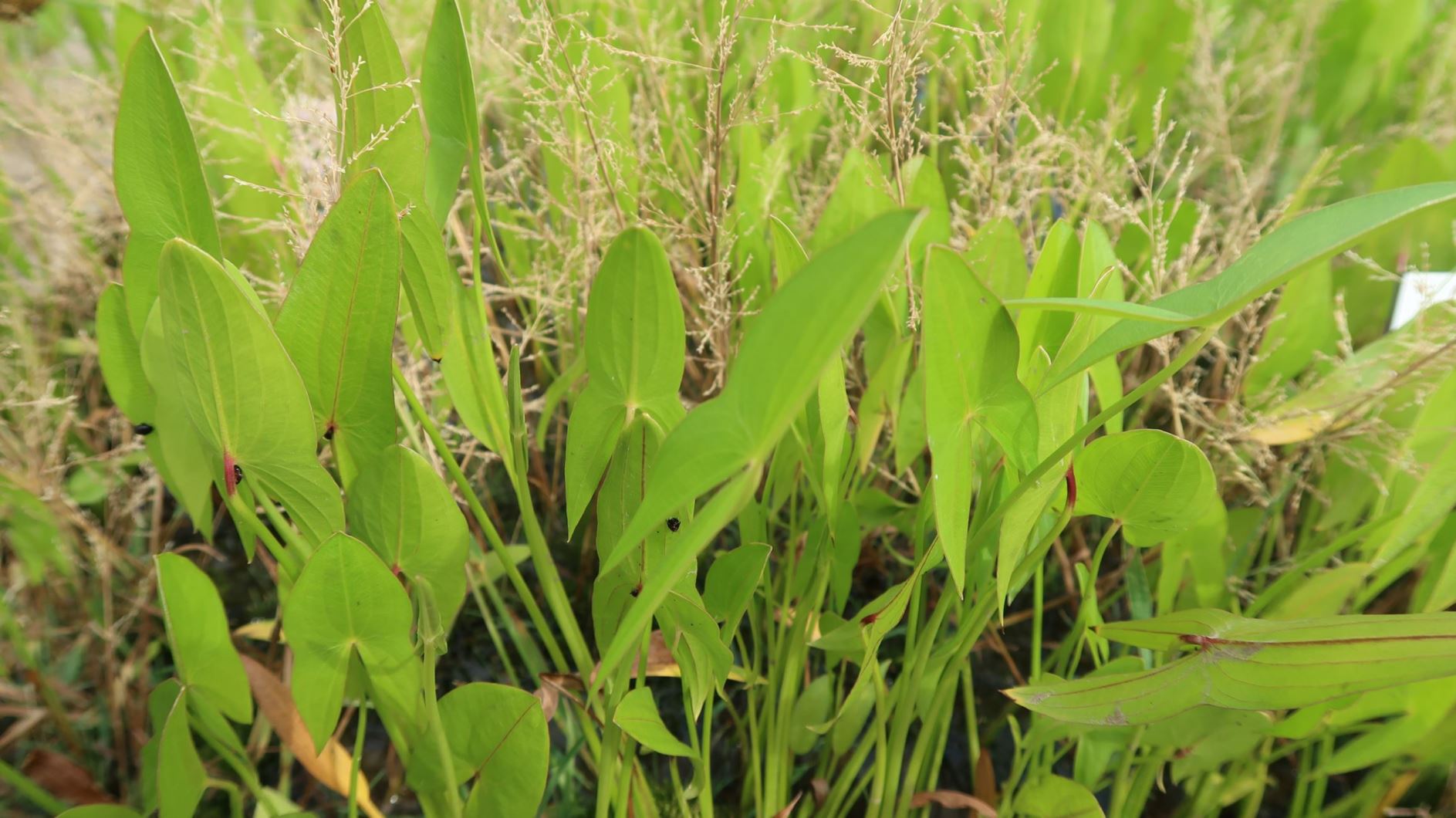 Sagittaria sagittifolia - Gewöhnliches Pfeilkraut