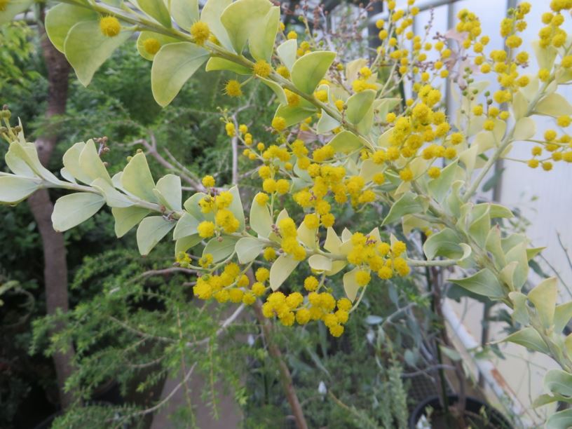Acacia cultriformis - Messerblatt-Akazie