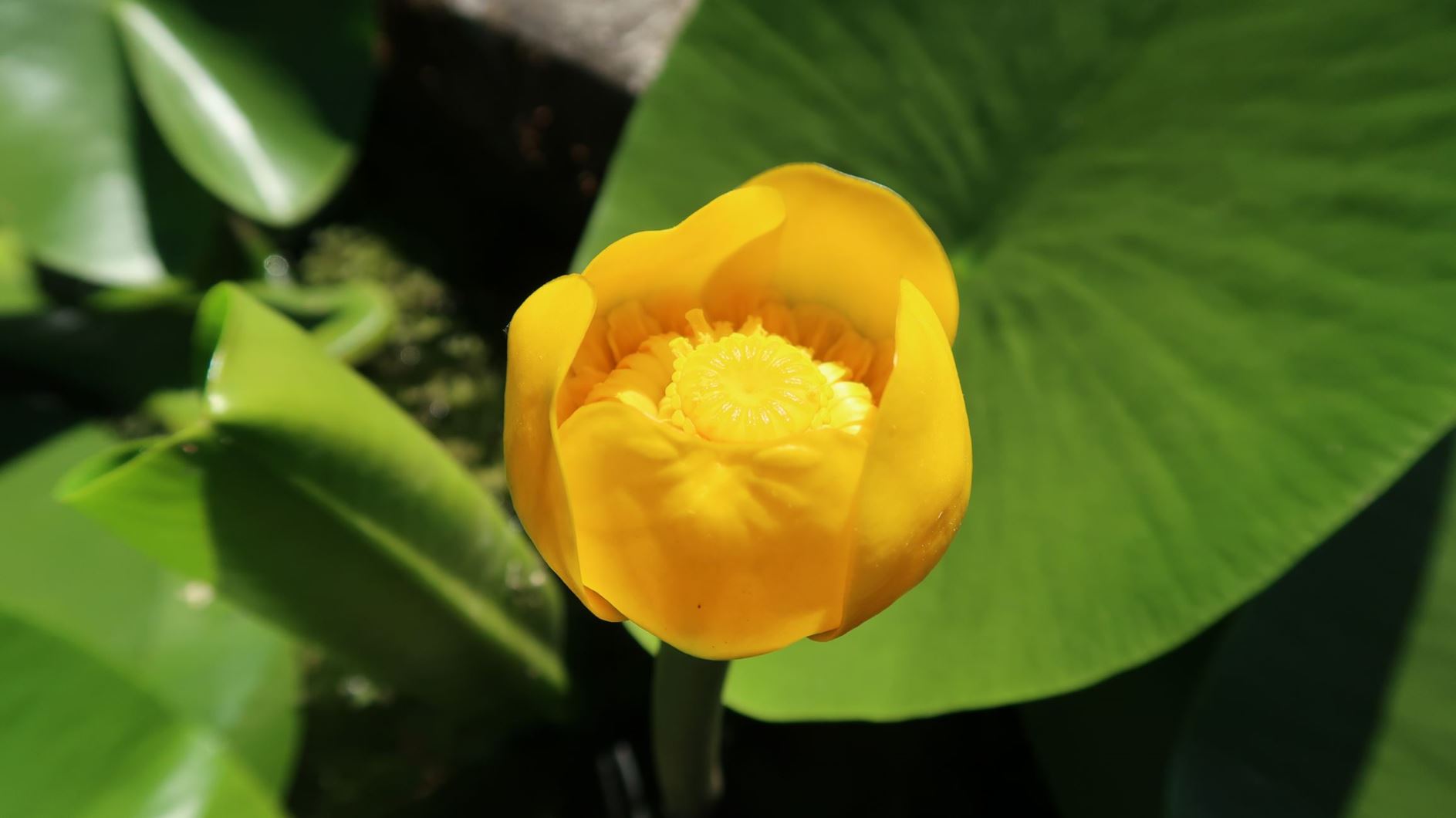 Nuphar lutea - Gelbe Teichrose, yellow water-lily