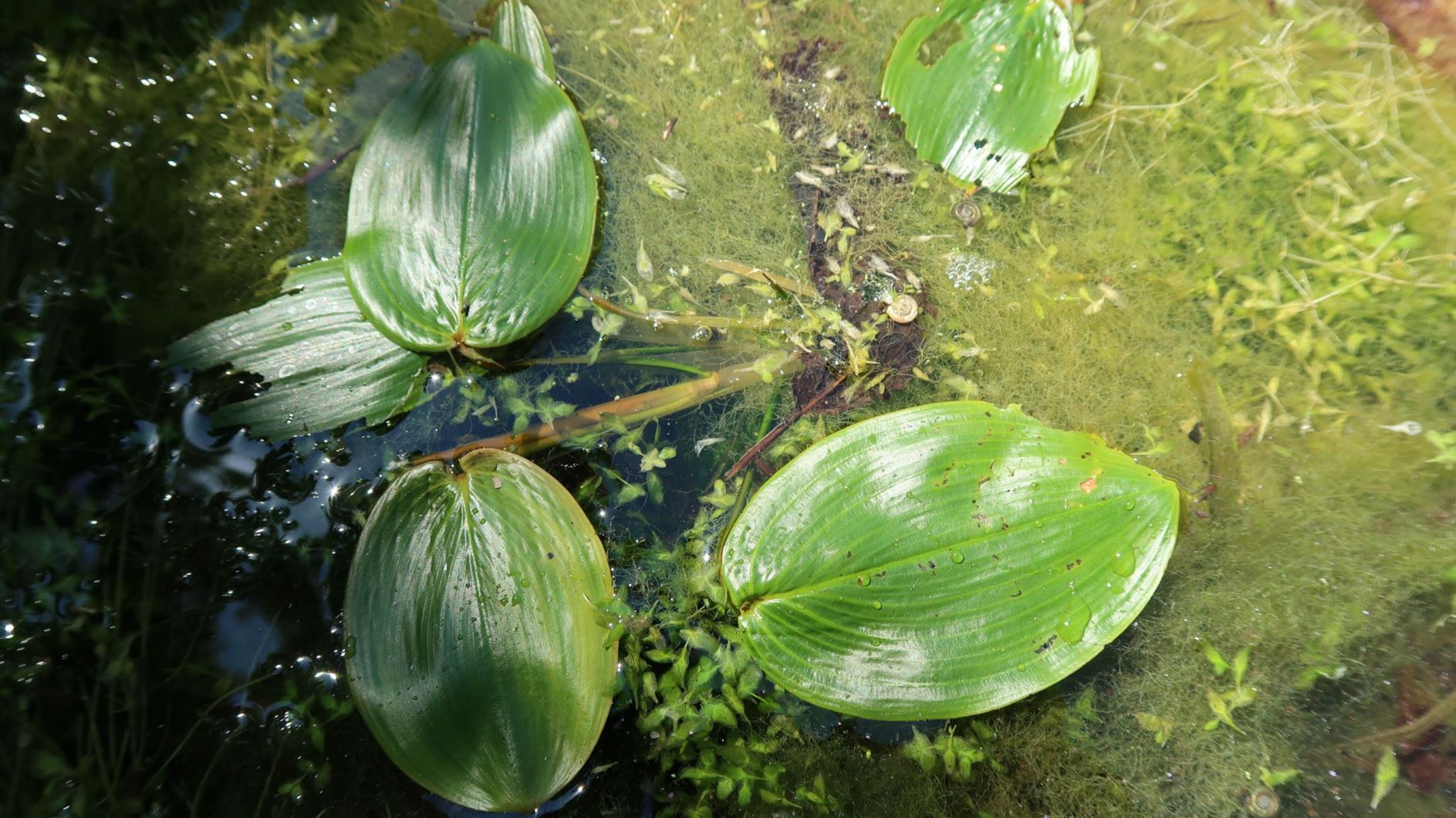 Potamogeton natans - Schwimmendes Laichkraut, floating pondweed