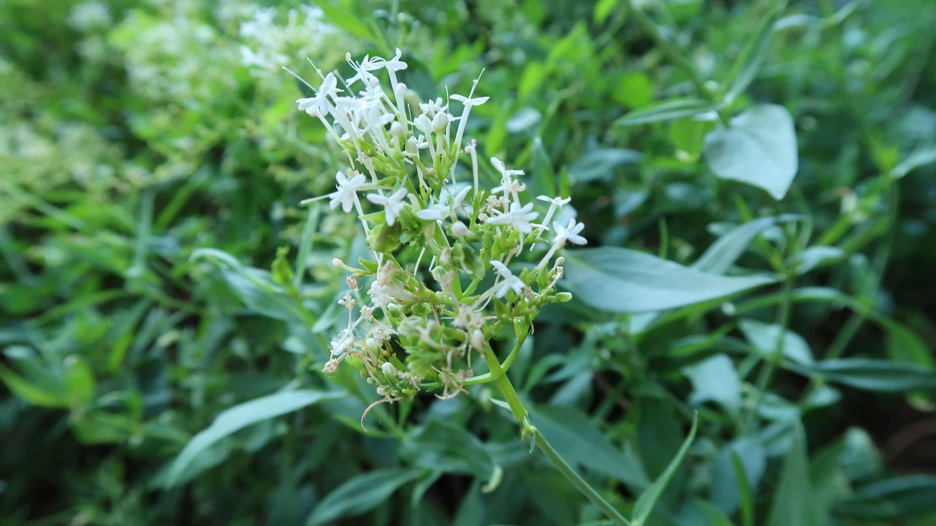 Centranthus ruber 'Albiflorus' - Weißblütige Spornblume