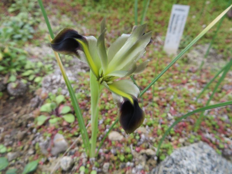 Iris tuberosa - Wolfsschwertel