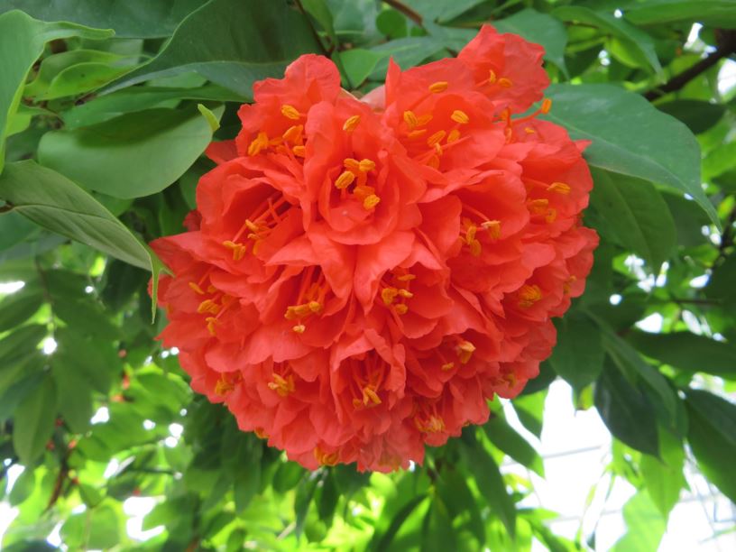 Brownea grandiceps - Rose of Venezuela