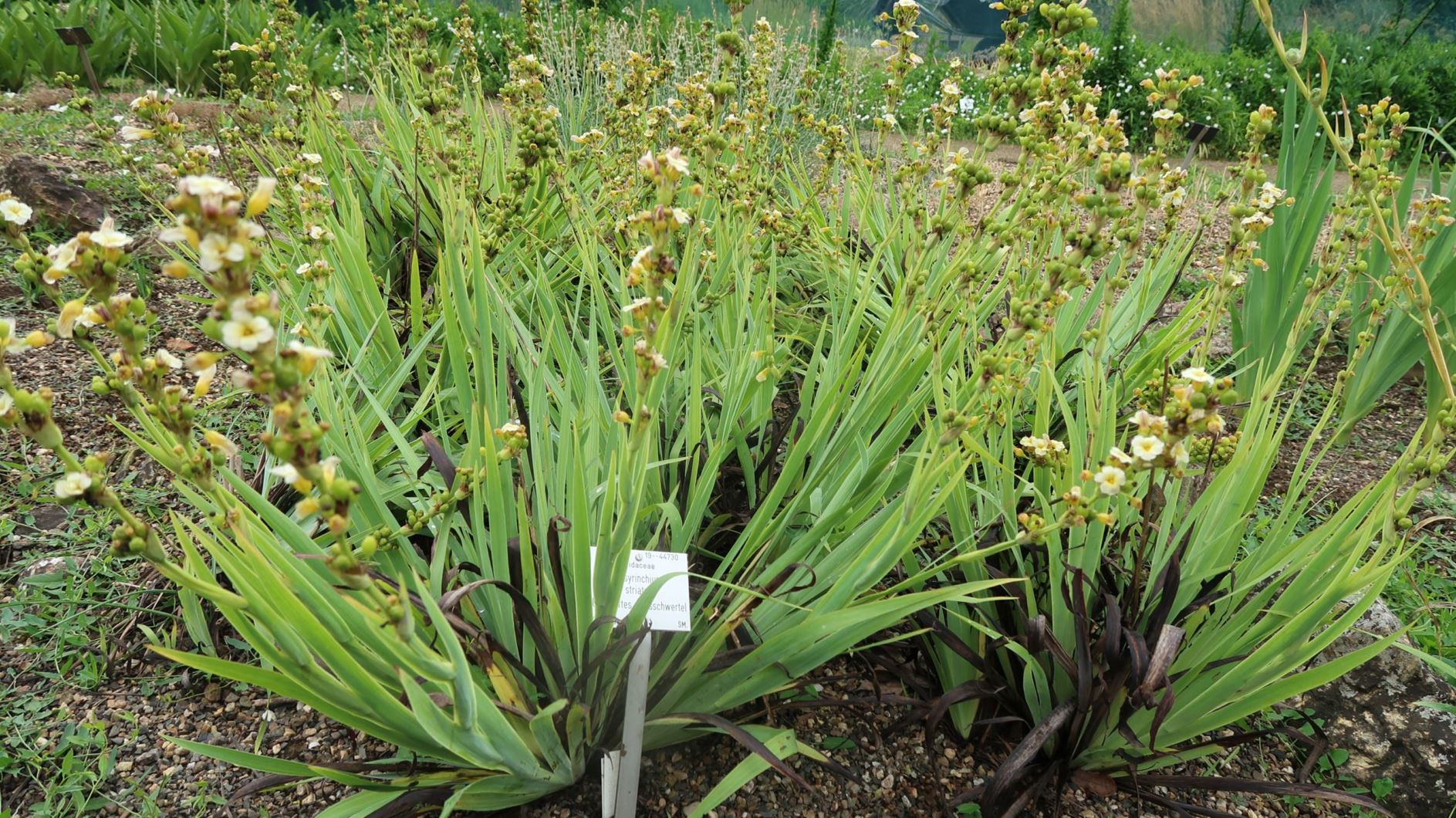 Sisyrinchium striatum - Gestreiftes Grasschwertel, pale yellow-eyed-grass