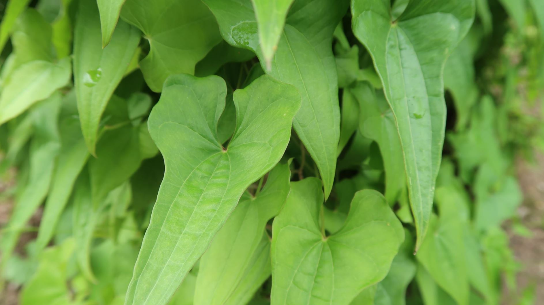 Dioscorea tokoro - Essbare Yamswurzel