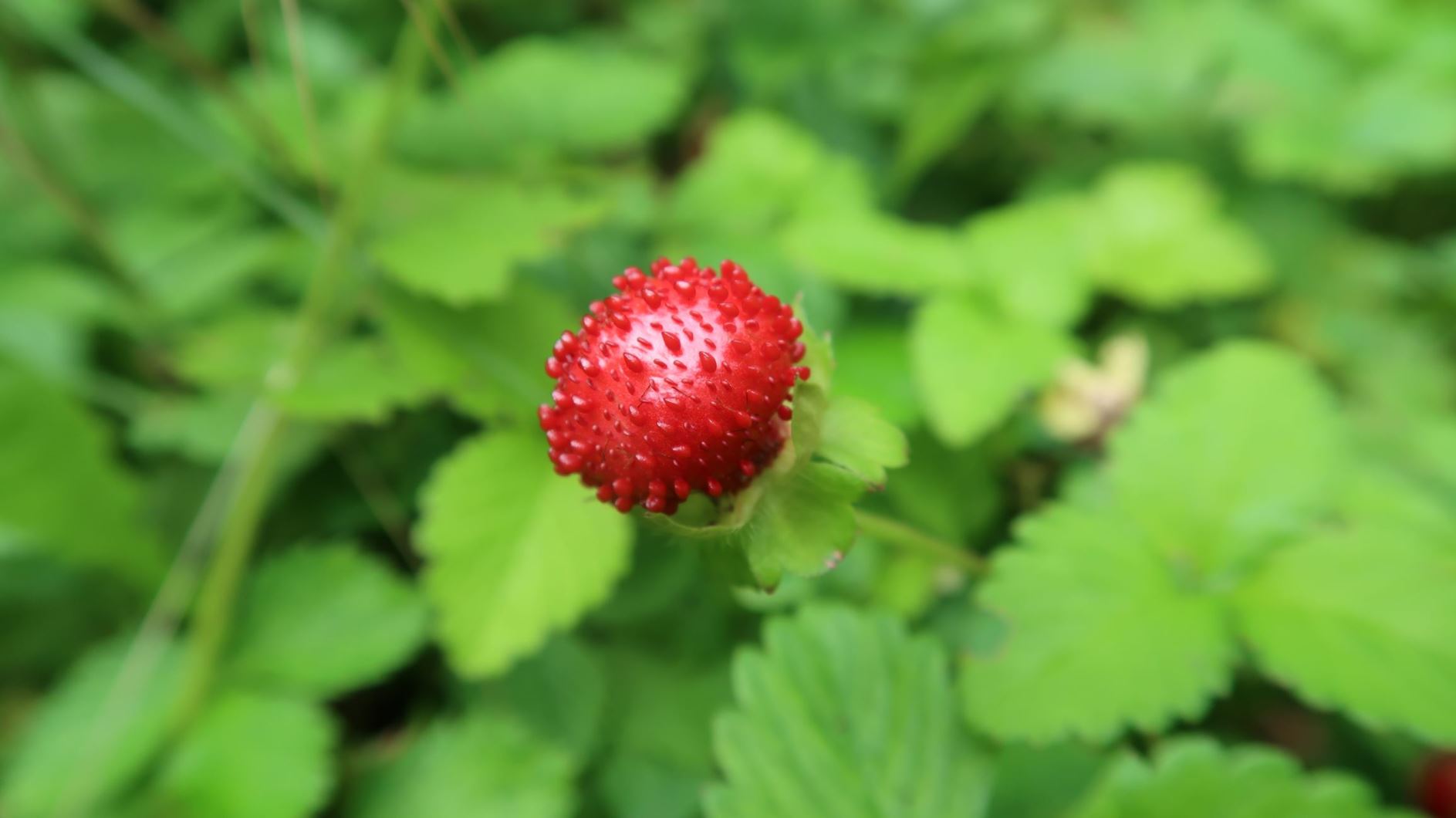 Potentilla indica - Indische Scheinerdbeere, mock strawberry