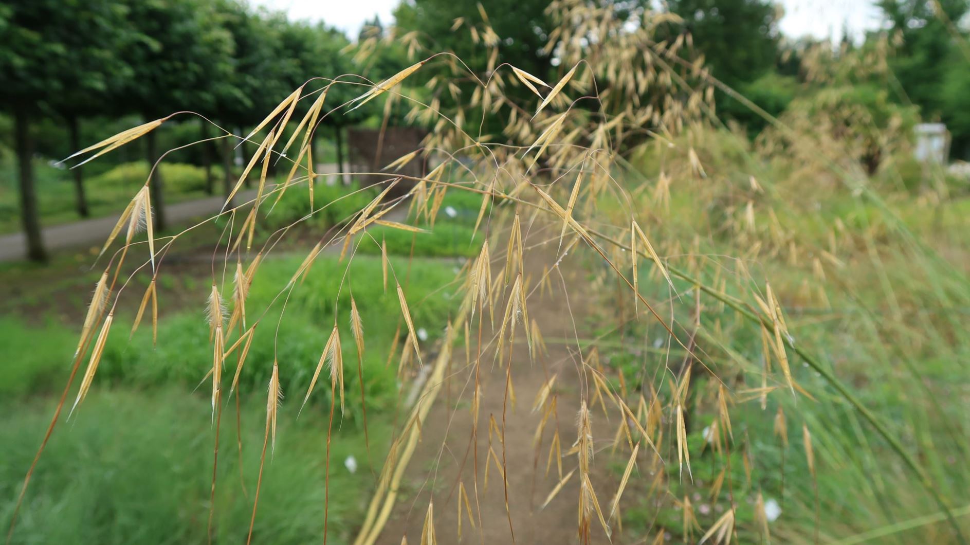 Celtica gigantea - Riesiges Federgras, giant feather grass