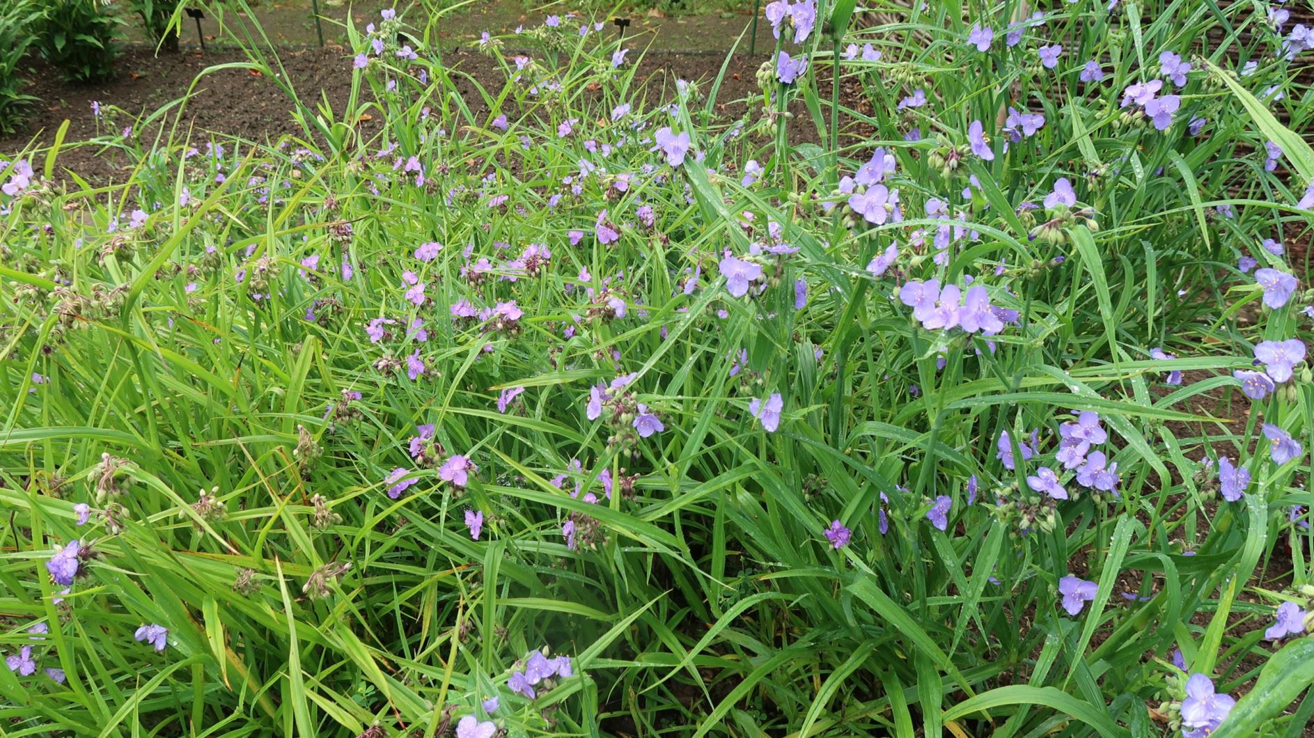 Tradescantia ohiensis - Ohio-Dreimasterblume, bluejacket, Ohio spiderwort