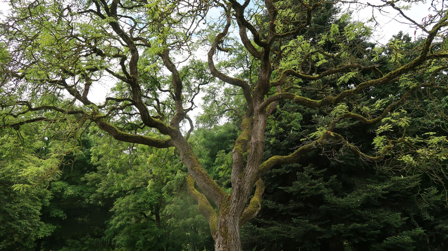 Koelreuteria paniculata - Rispiger Blasenbaum, goldenrain tree, pride of India