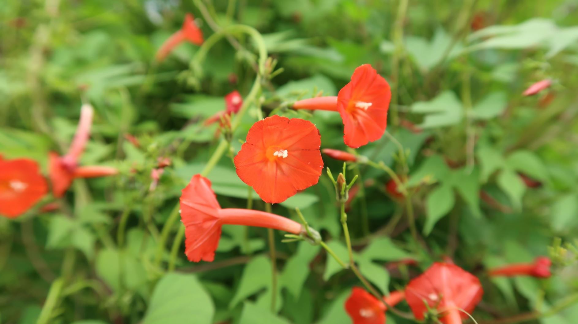 Ipomoea coccinea - Sternwinde, red morning glory, scarlet starglory