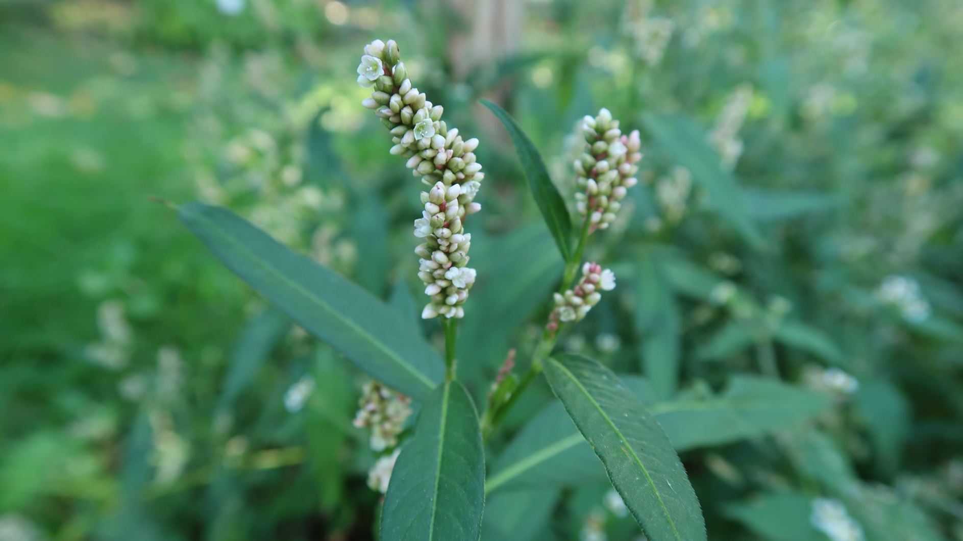Persicaria maculosa - Floh-Knöterich, lady's thumb