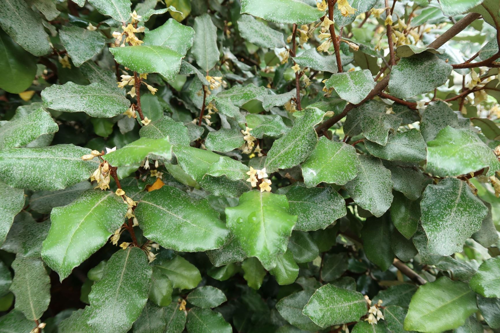 Elaeagnus × submacrophylla - Wintergrüne Ölweide