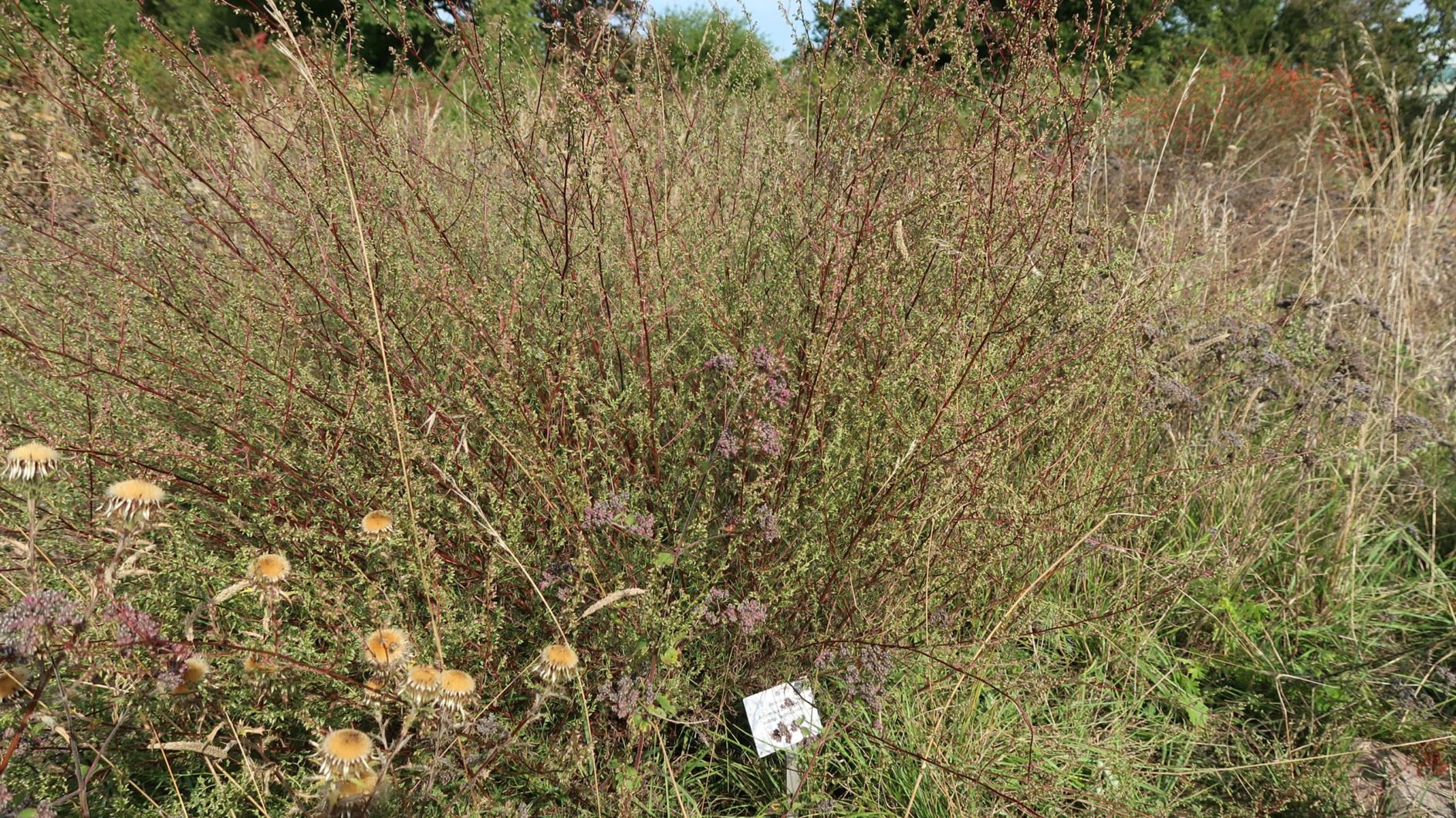 Artemisia campestris subsp. lednicensis - Seidiger Feld-Beifuß