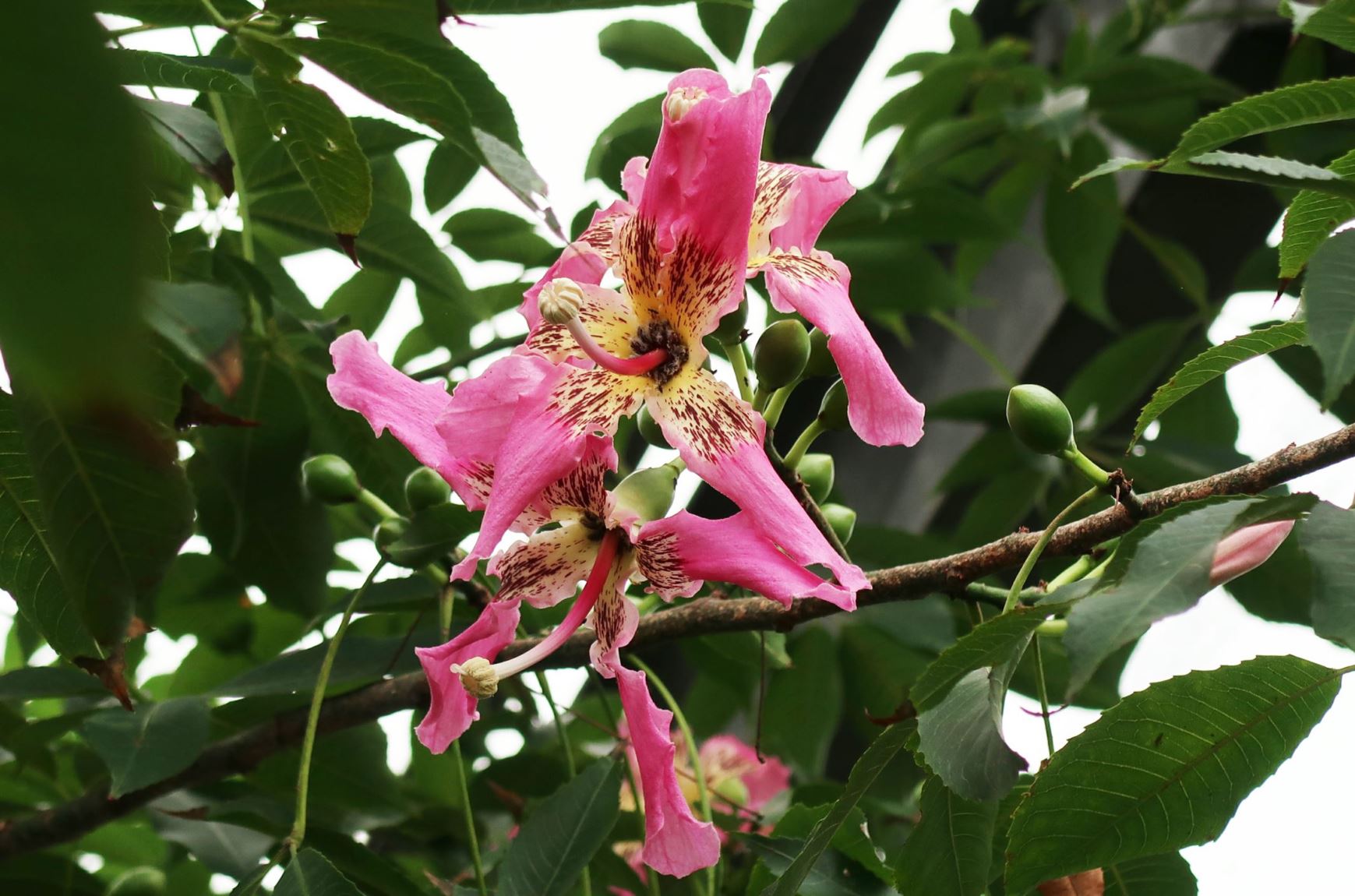 Ceiba speciosa - Brasilianischer Florettseidenbaum, silk floss tree