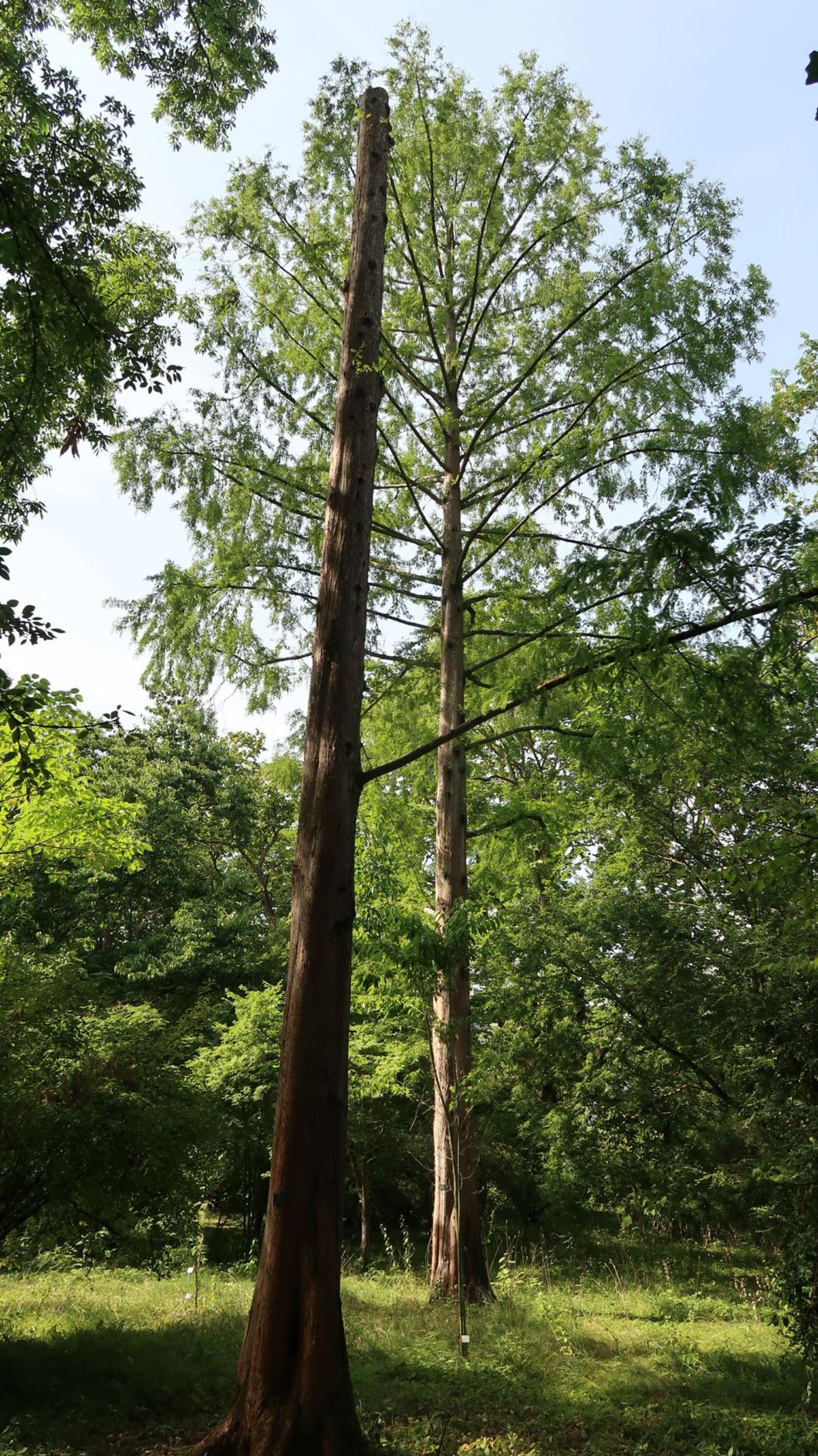 Metasequoia Glyptostroboides Urweltmammutbaum Dawn Redwood Botanic Garden Johannes 