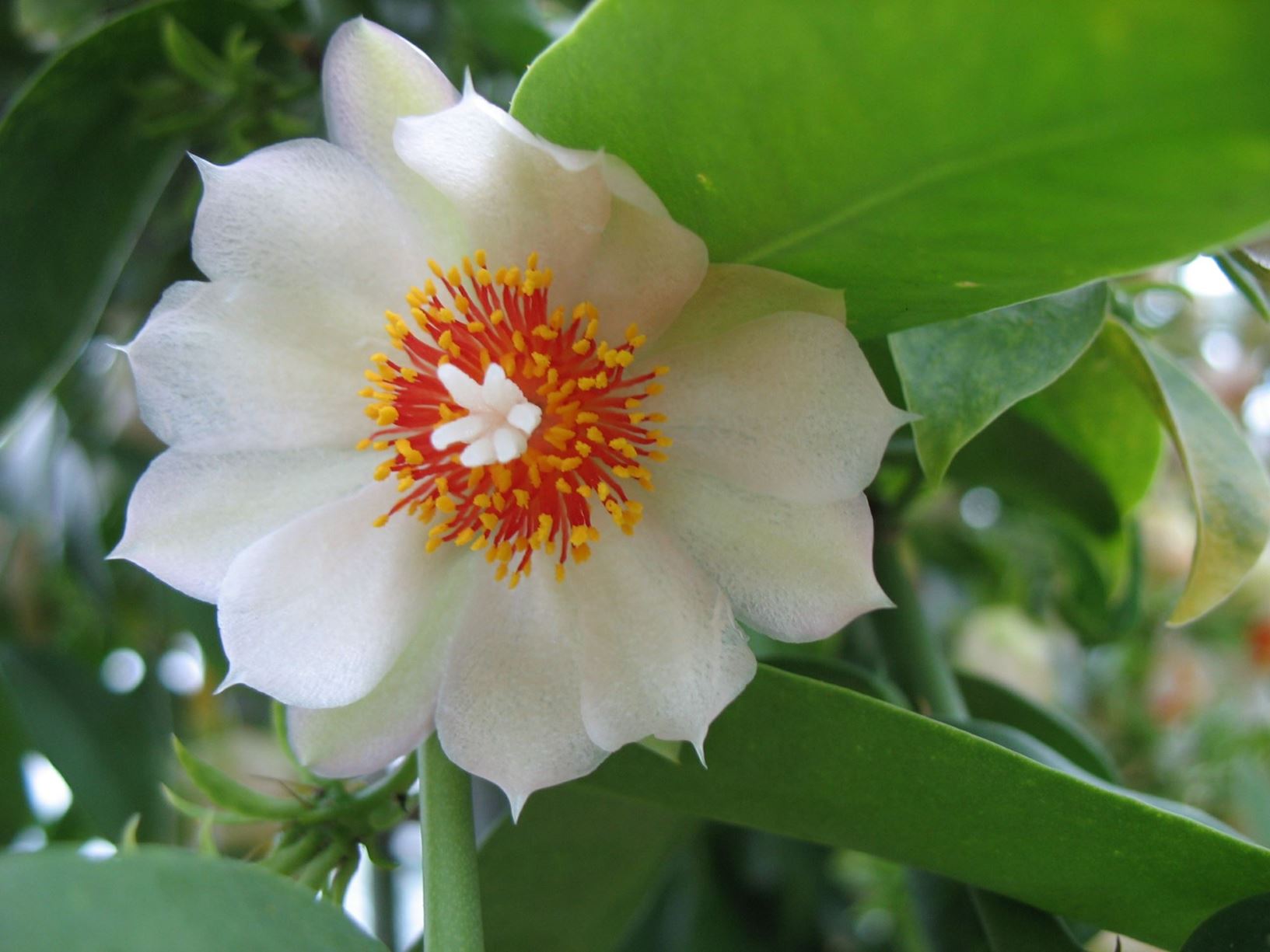 Pereskia aculeata - Barbados-Stachelbeere, Barbados gooseberry